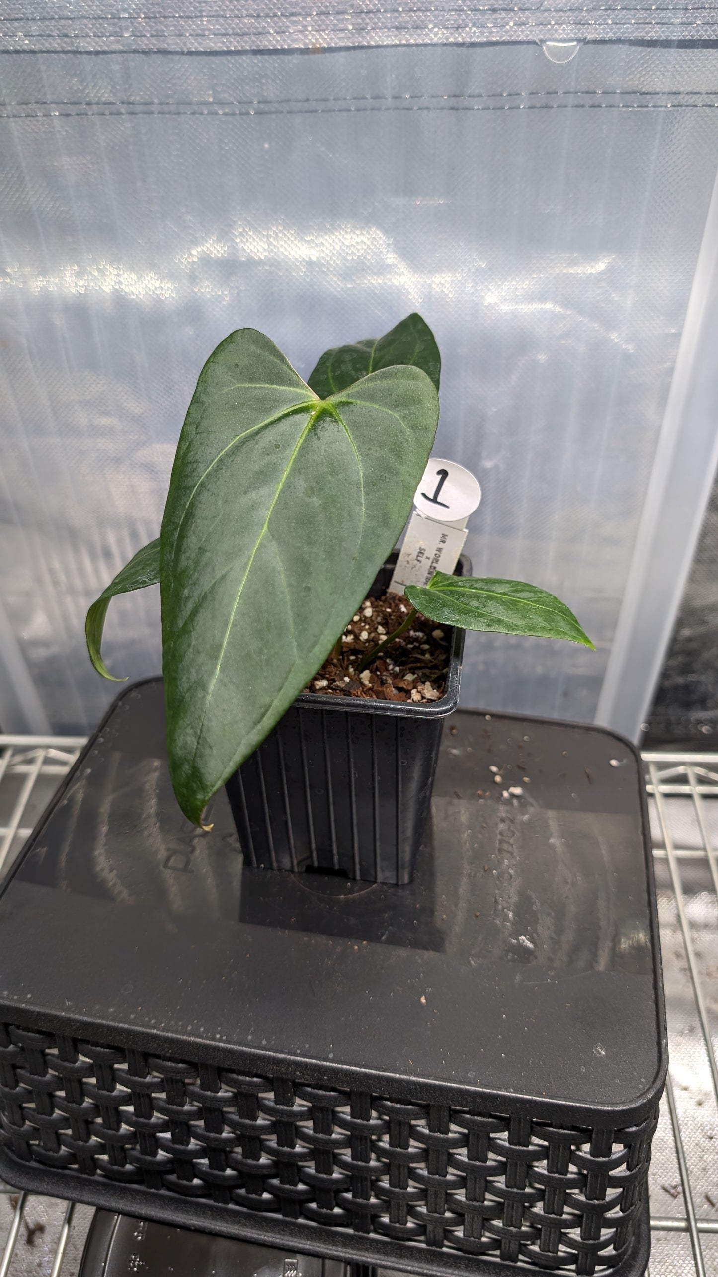 Anthurium 'Mr Worldwide' x self