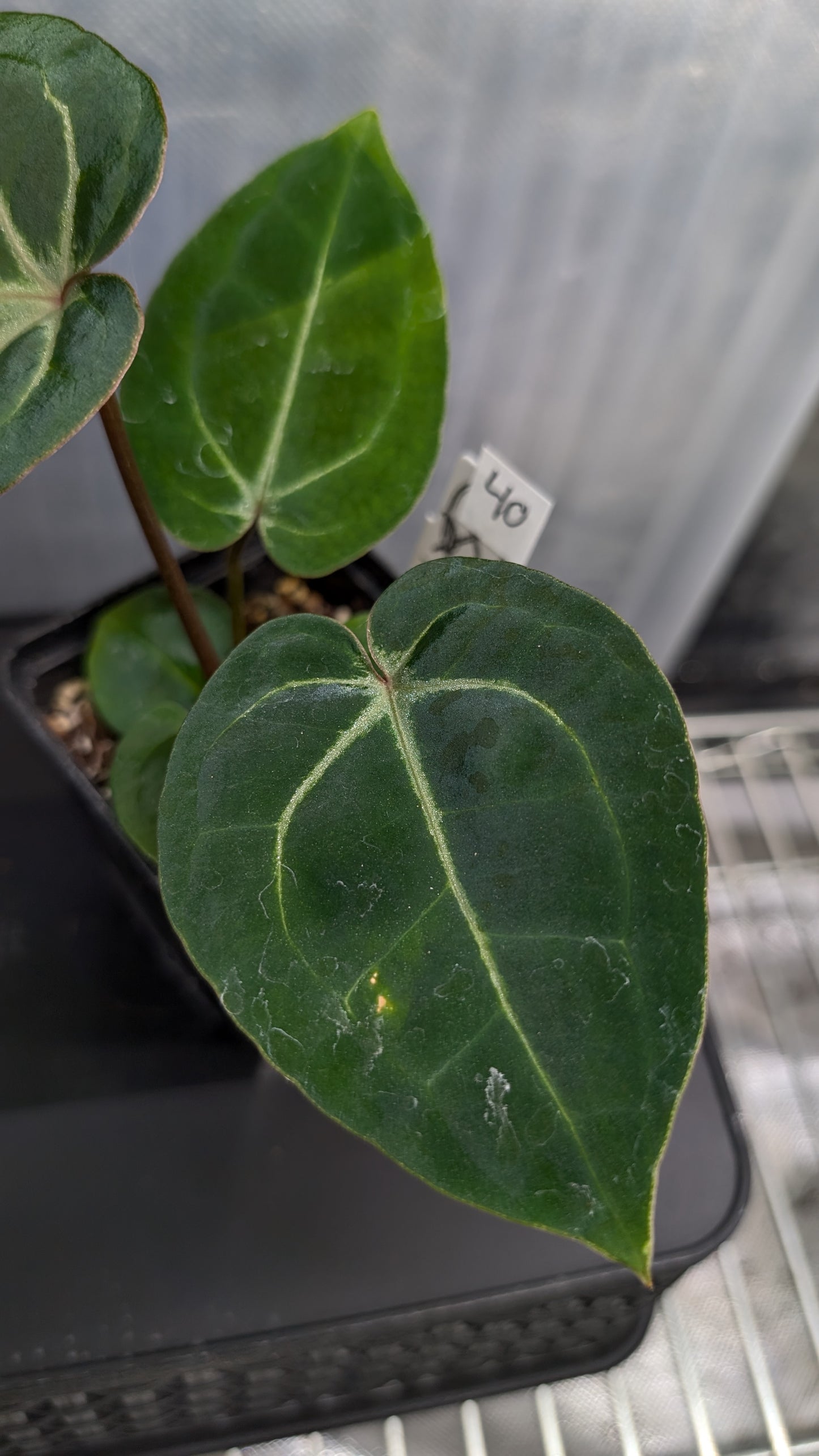Anthurium Doc Block Zara x Michelle 'Selected Dark Form' x Besseae aff. 'Black Pillow'