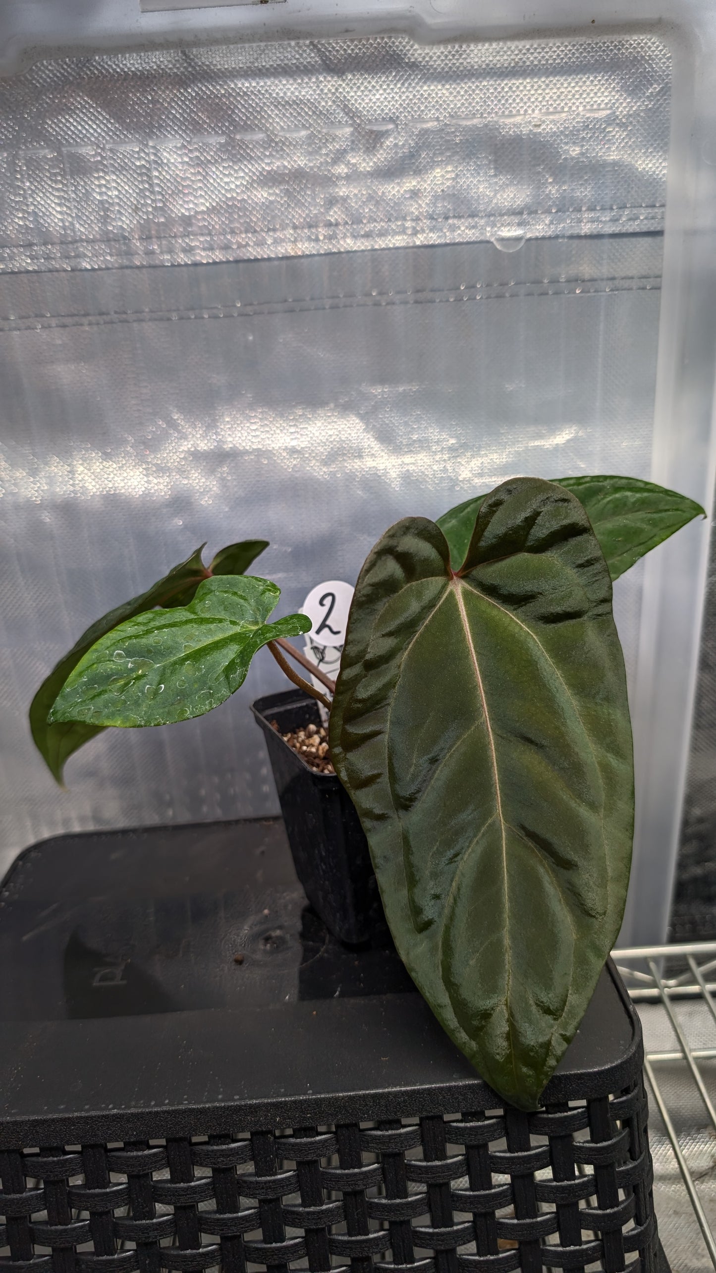 Anthurium Besseae aff 'Black Pillow' x Papillilaminum 'Fort Sherman' seedlings