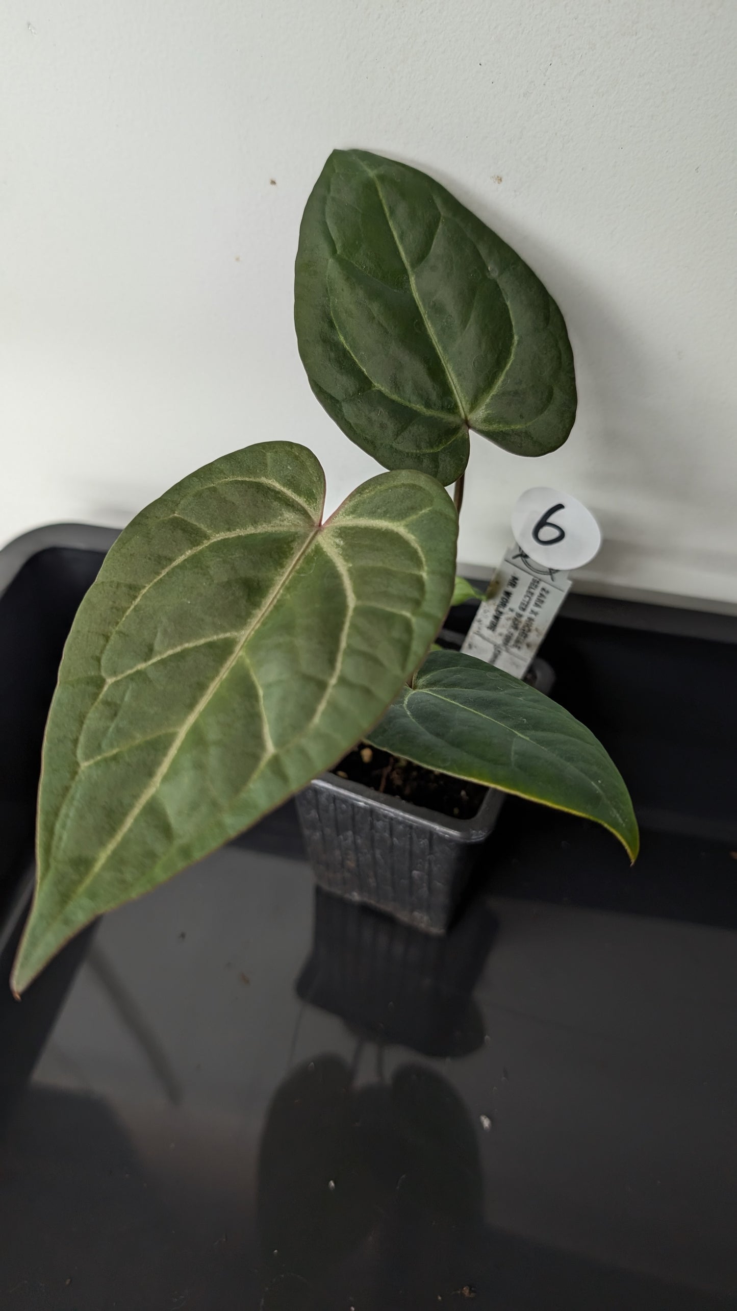 Anthurium Doc Block 'Zara' x 'Michelle' Selected Dark Form x Mr. Worldwide