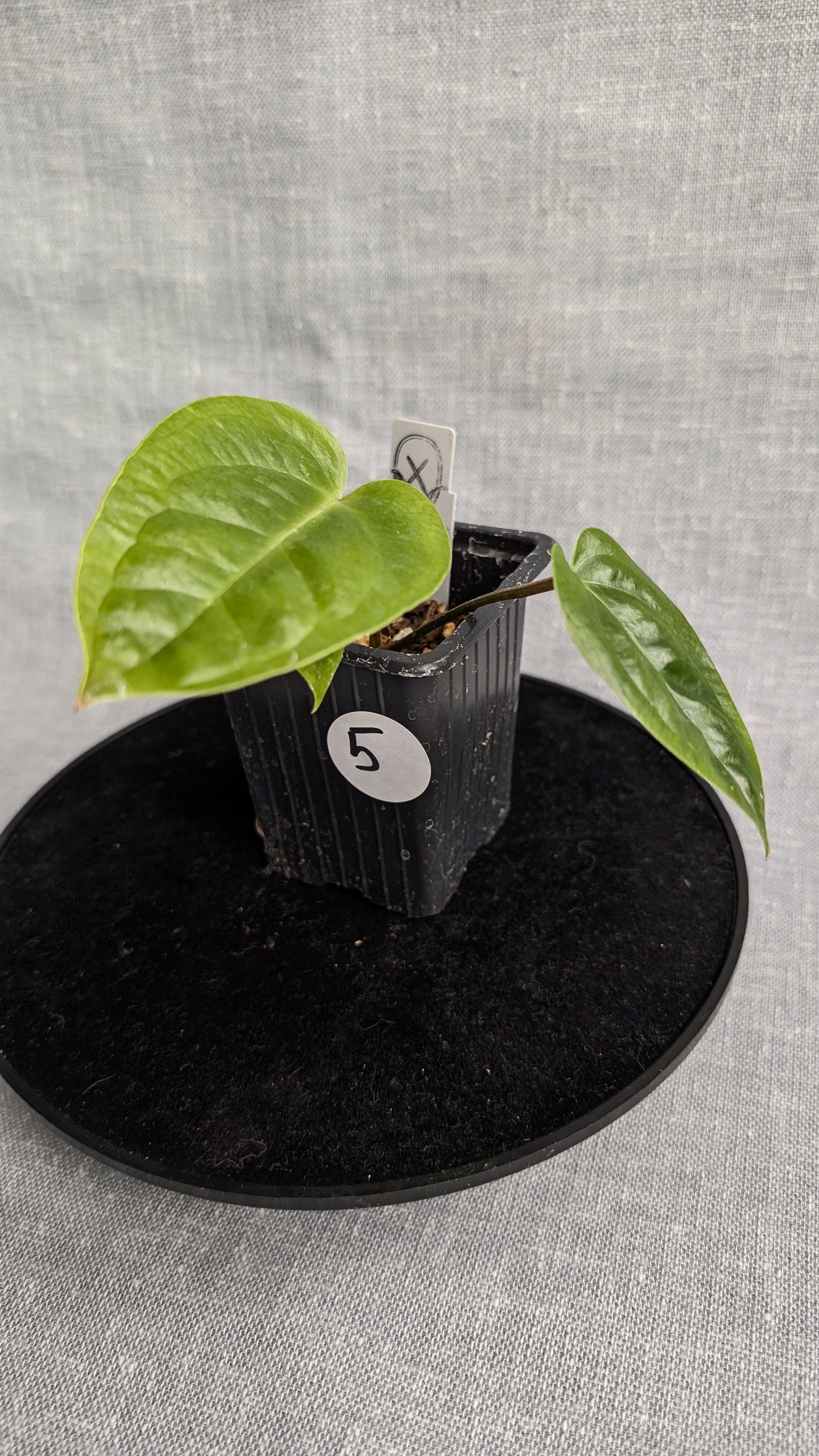 Anthurium Veitchii x Radicans (Unique Curious Plants-cross)