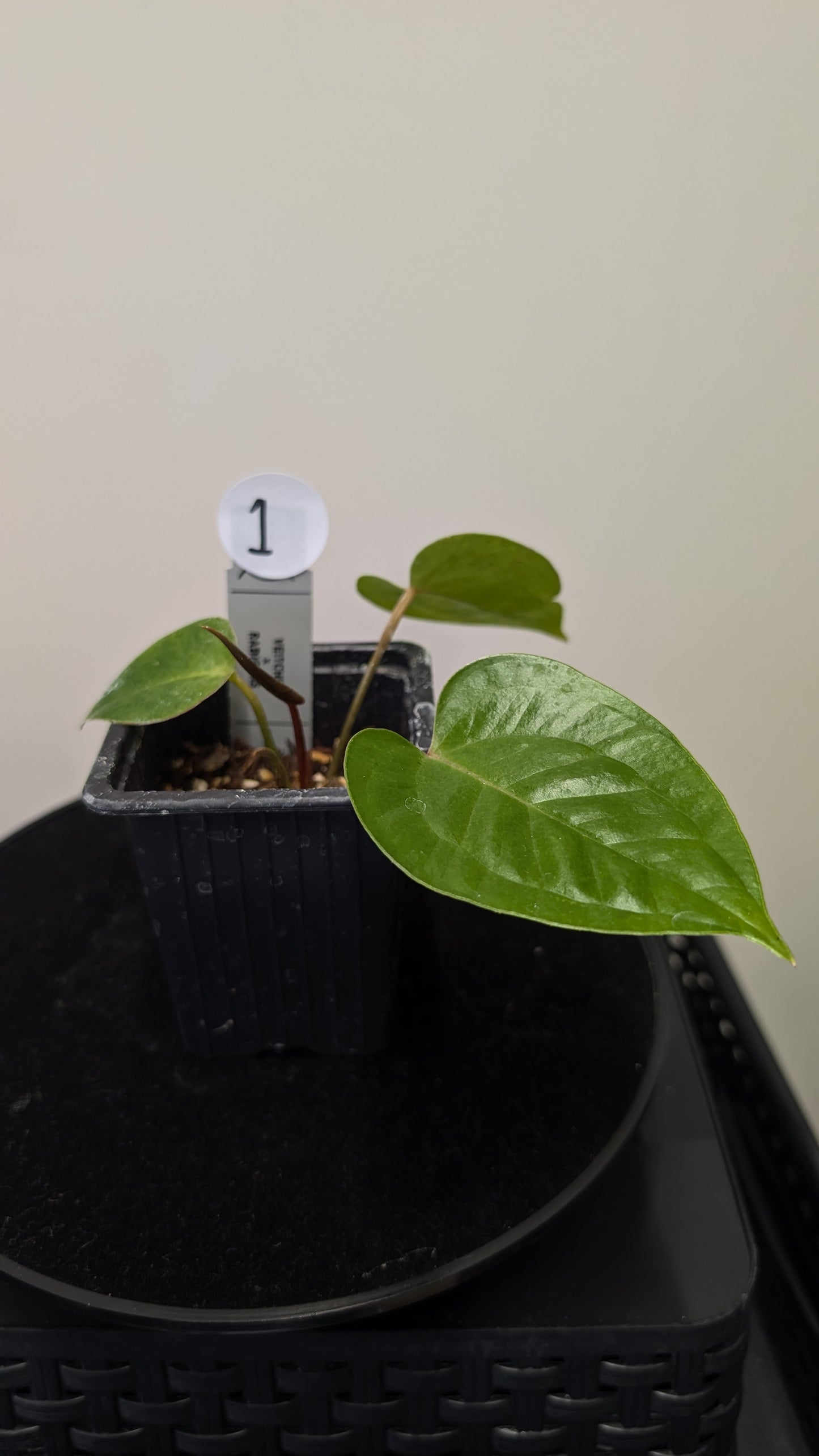 Anthurium Veitchii x Radicans (Unique Curious Plants-cross)