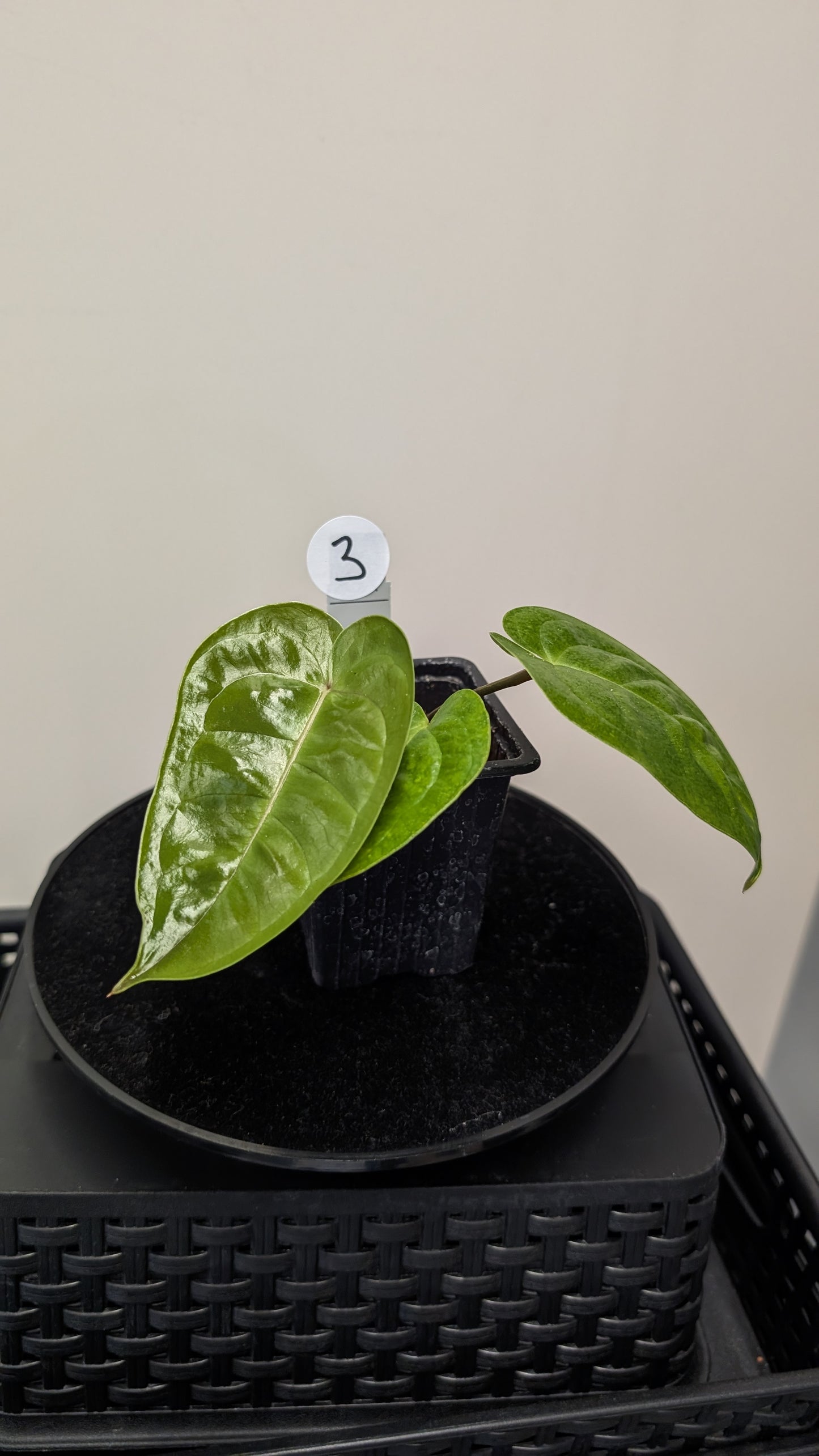 Anthurium Veitchii x Radicans (Unique Curious Plants-cross)
