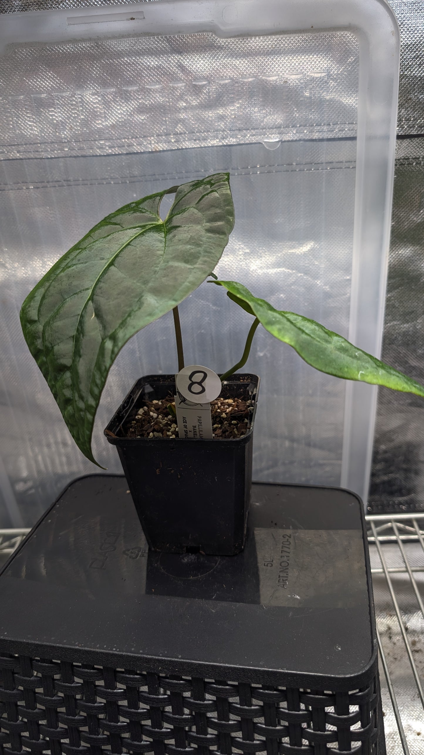 Anthurium Papillilaminum 'Daniel' x Ace of Spagetii