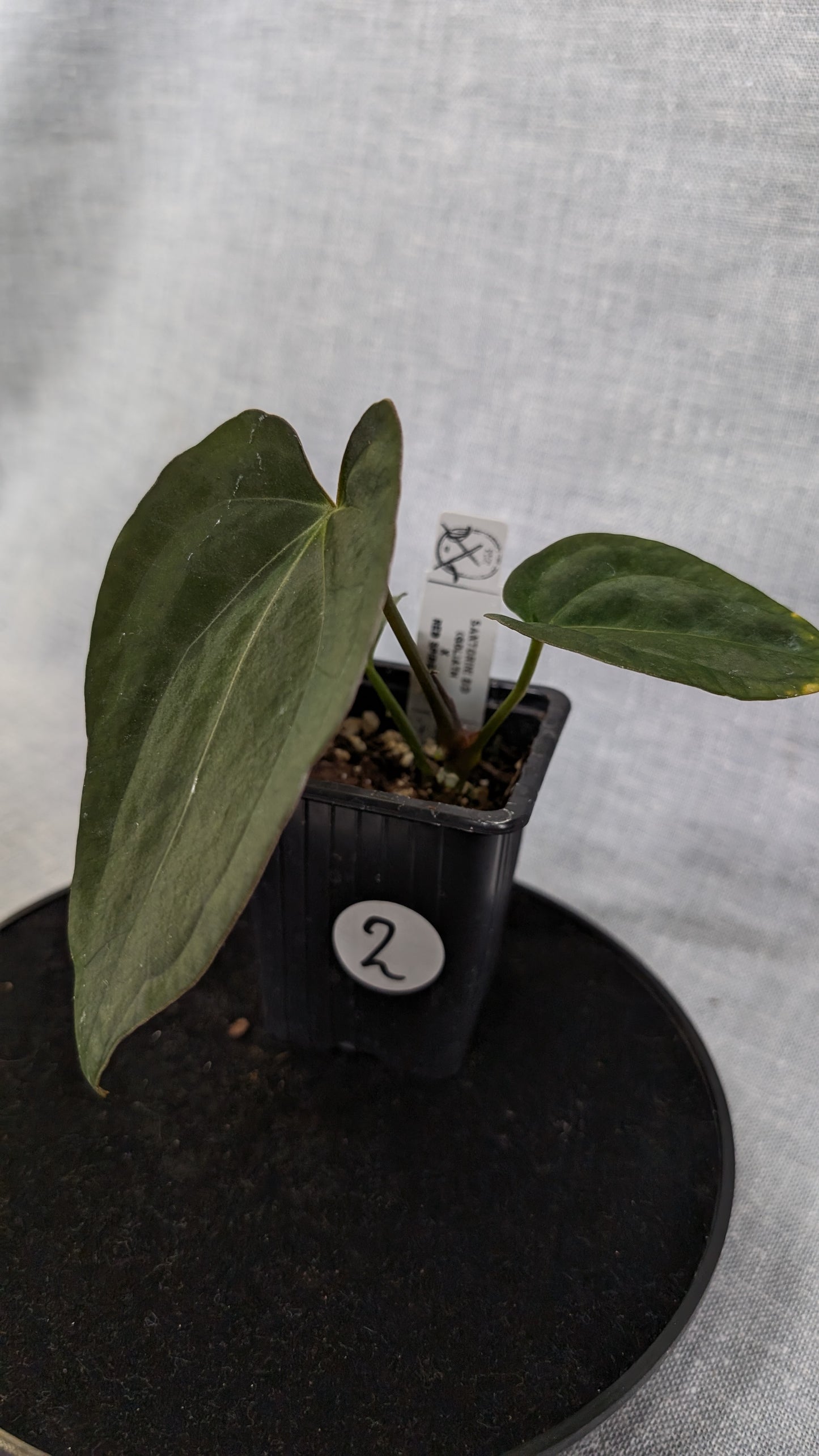 Anthurium Goliath x Red Spider
