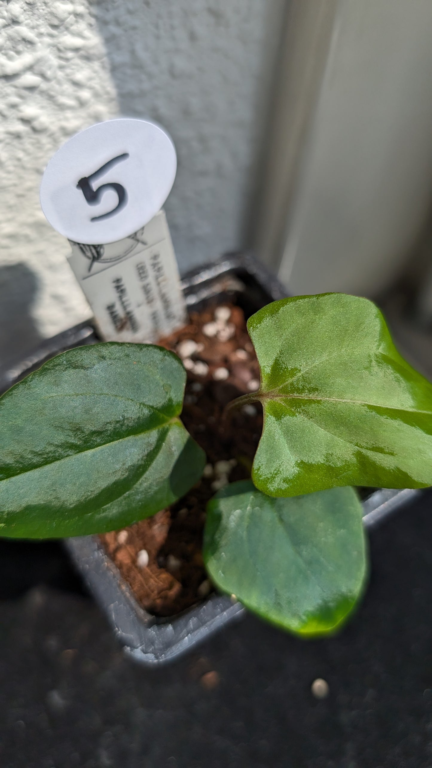 Anthurium PapillilaminumX (Red Sinus / Veins) x Papillilaminum 'Daniel'