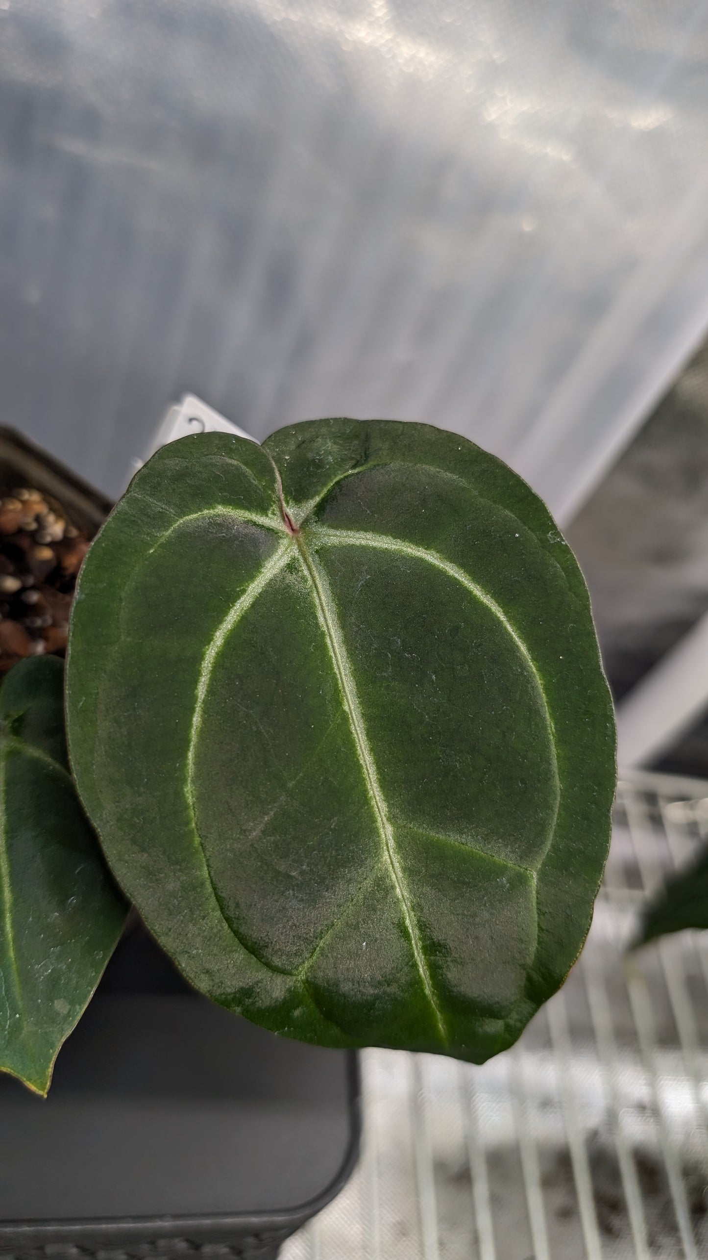 Anthurium Doc Block Zara x Michelle 'Selected Dark Form' x Besseae aff. 'Black Pillow'