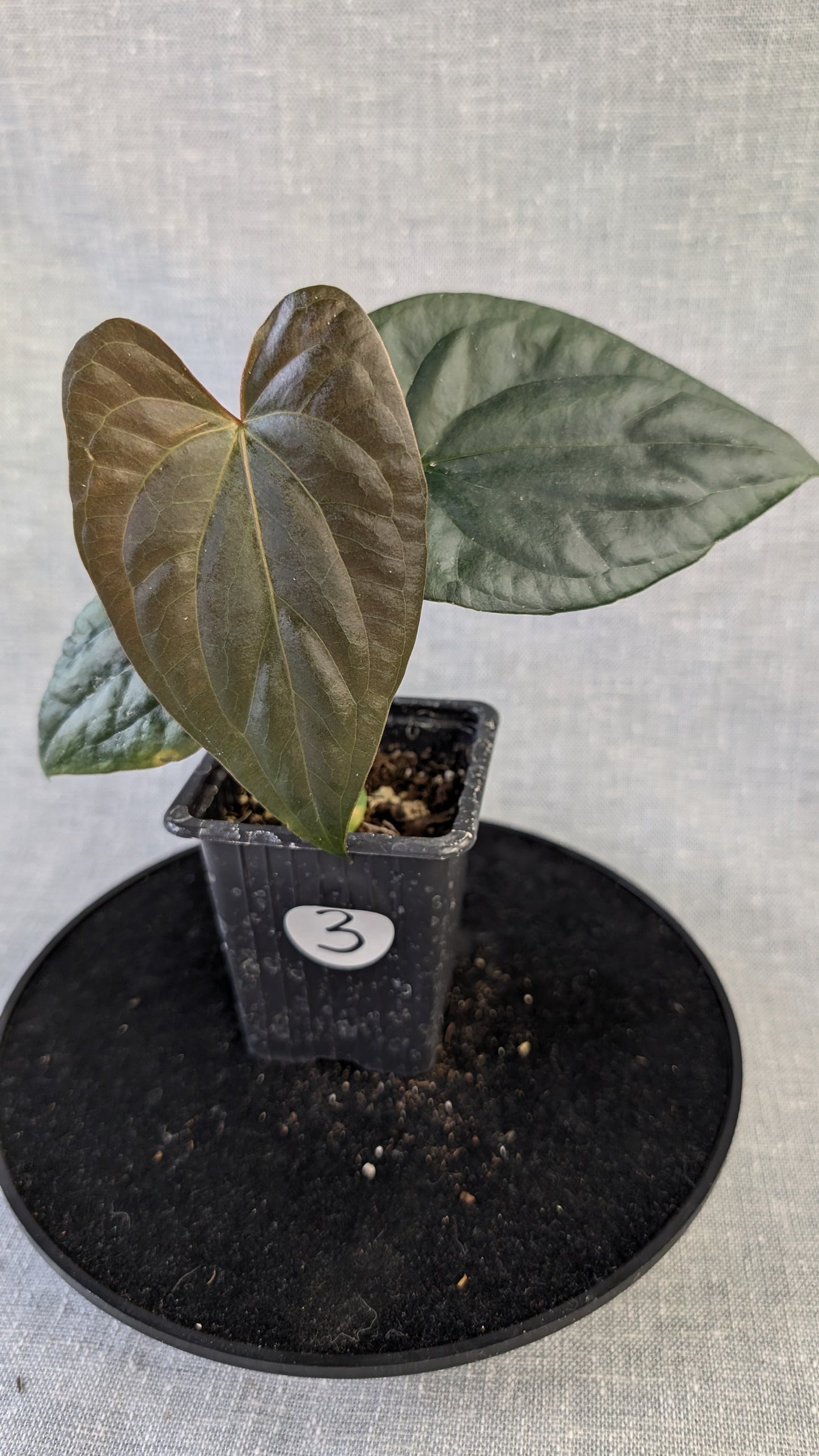 Anthurium Sp. Silver Peru Wide Sinus x Papillilaminum 'Fort Sherman'