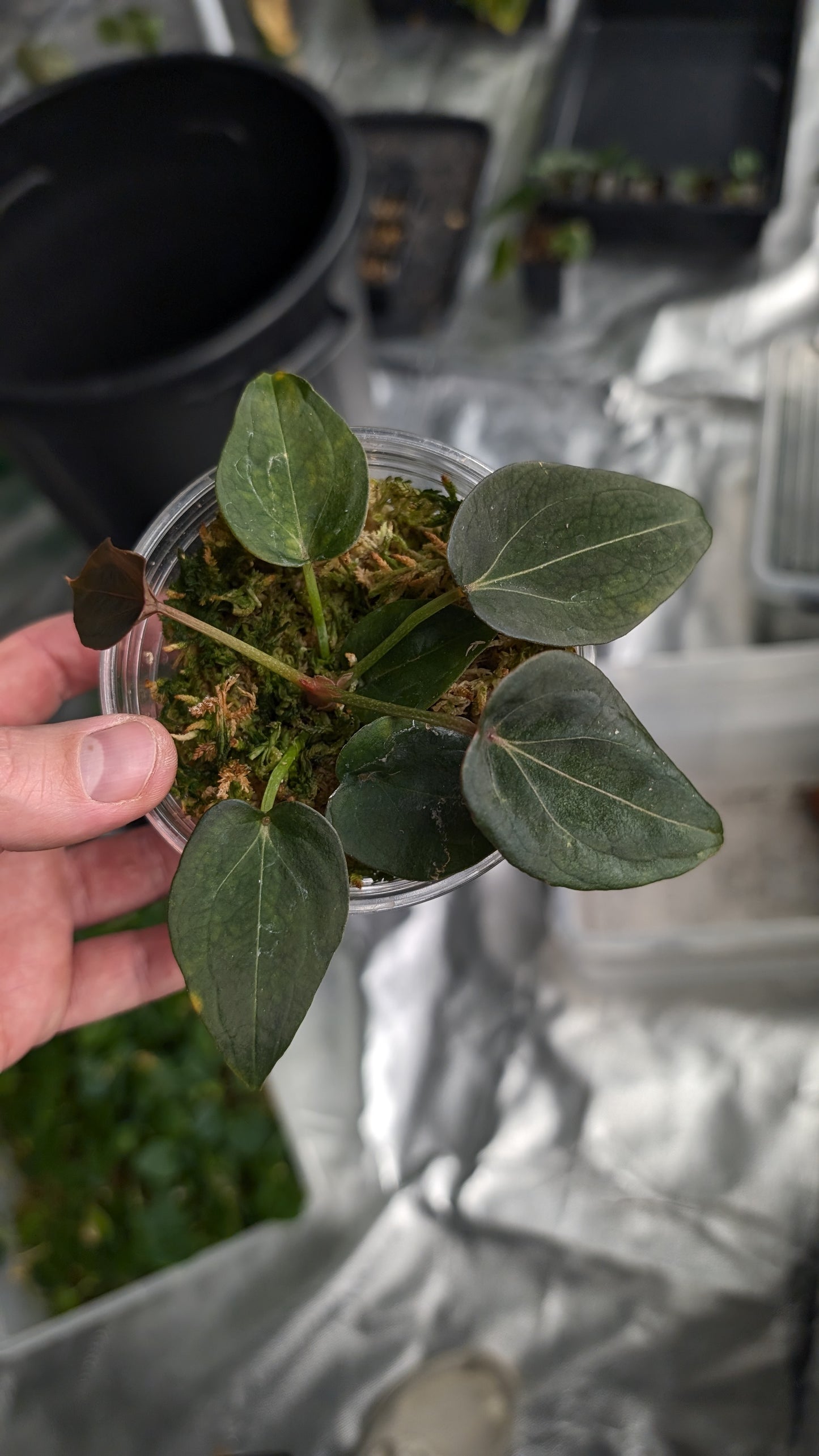 Anthurium Red Spider CLONE