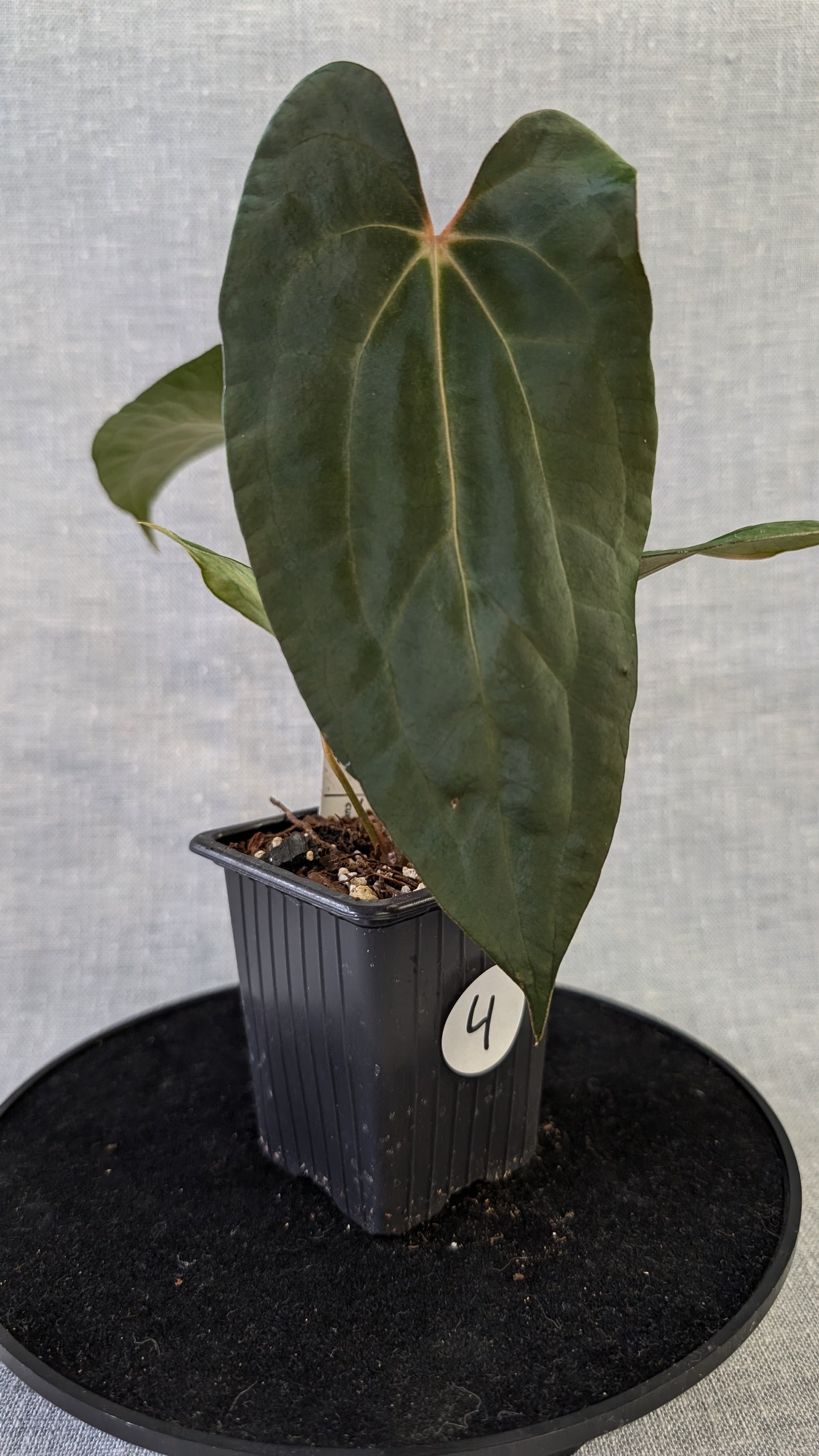 Anthurium Papillilaminum 'Daniel' x Ace of Spagetii