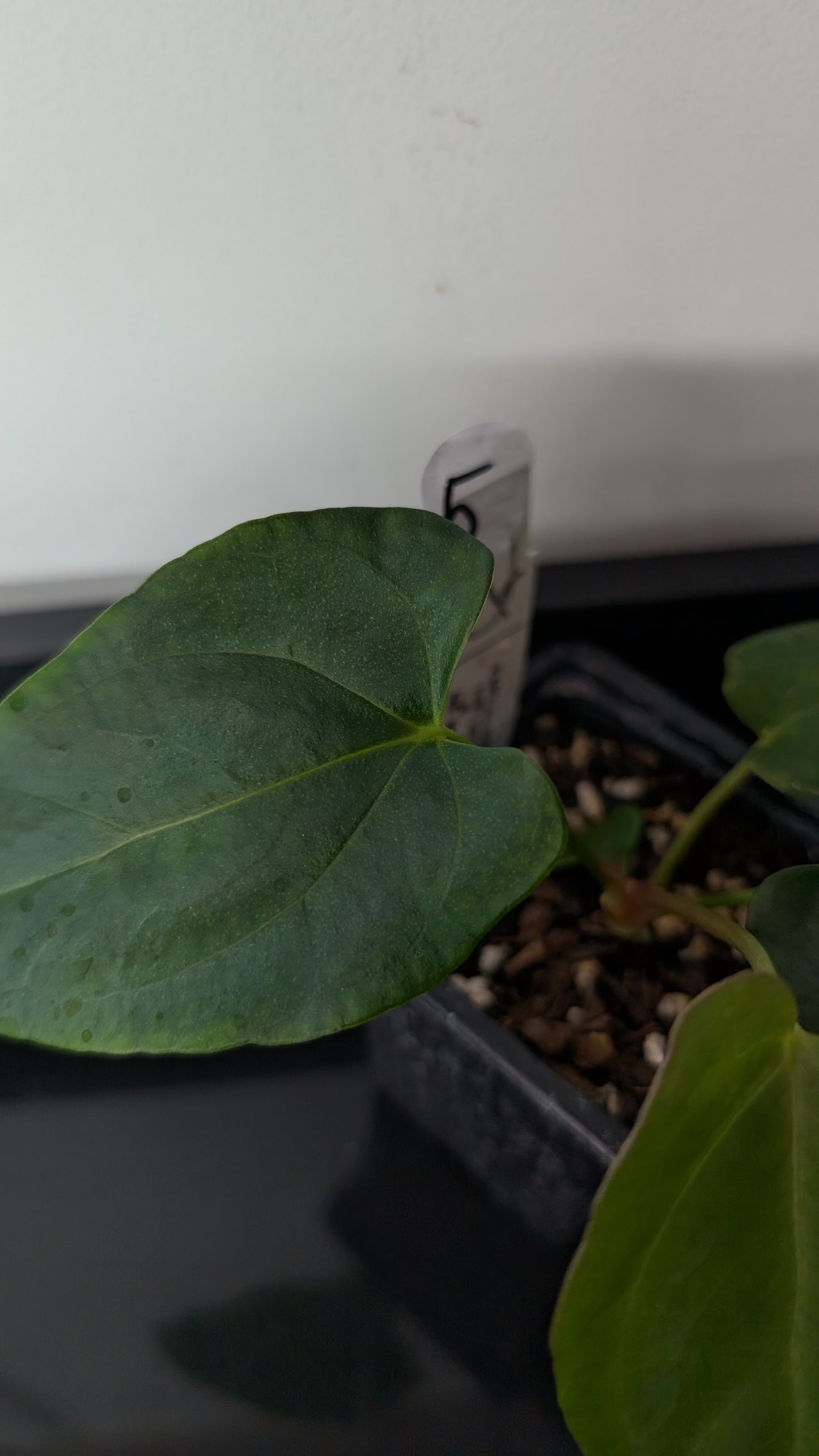 Anthurium Papillilaminum 'Fort Sherman' x Mr. Worldwide