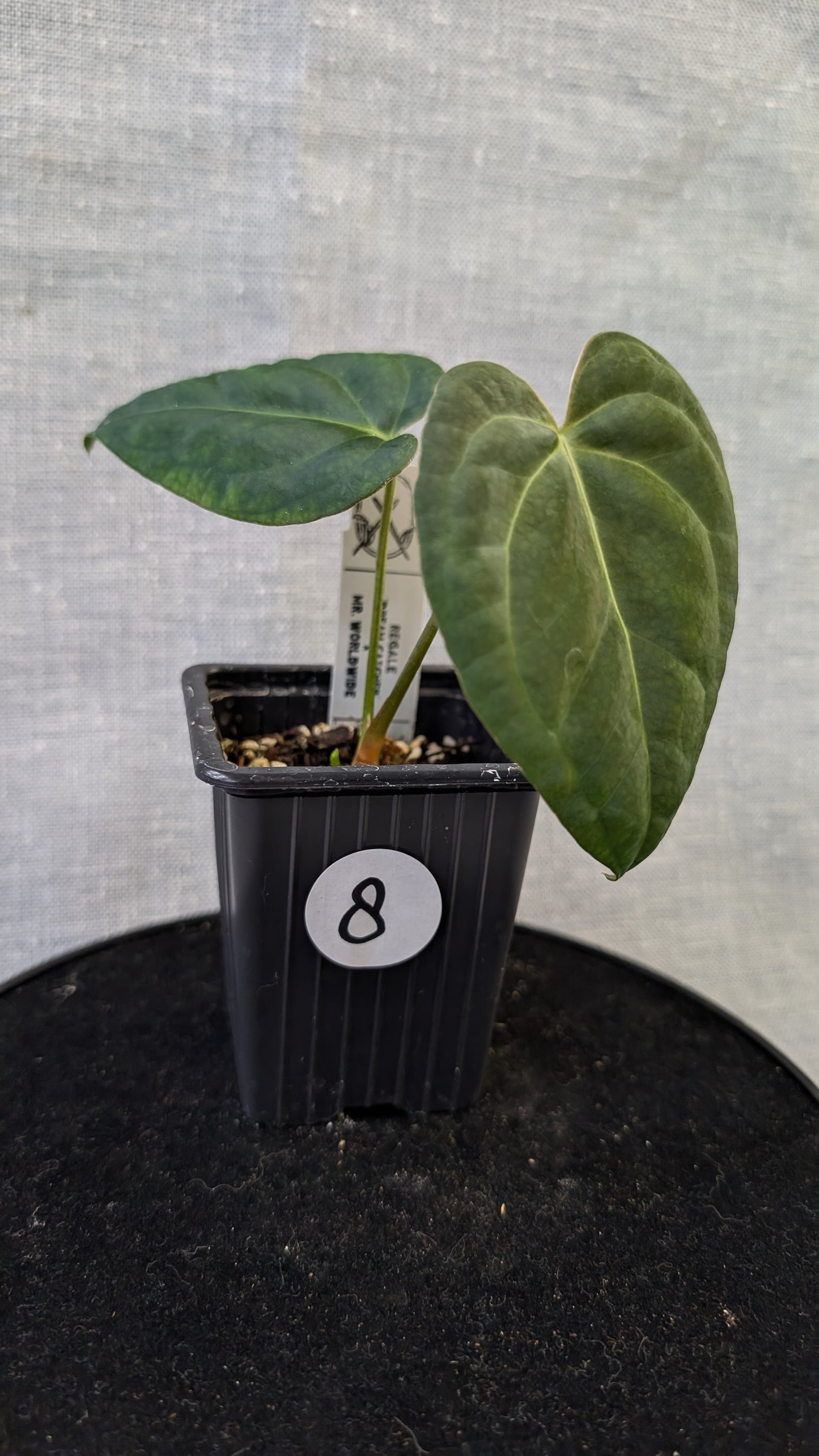 Anthurium Regale 'Dream Catcher' x Mr. Worldwide