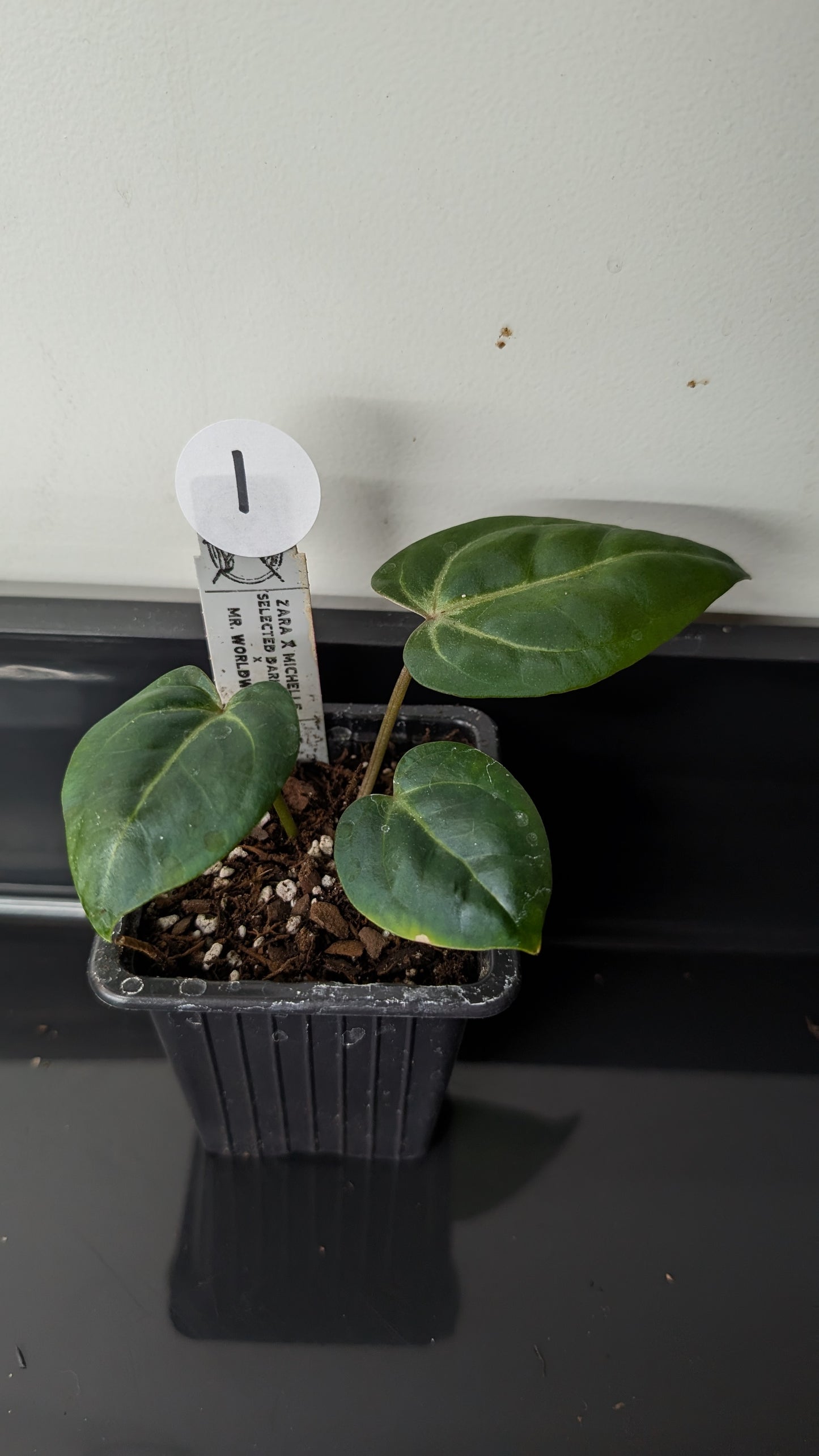 Anthurium Doc Block 'Zara' x 'Michelle' Selected Dark Form x Mr. Worldwide