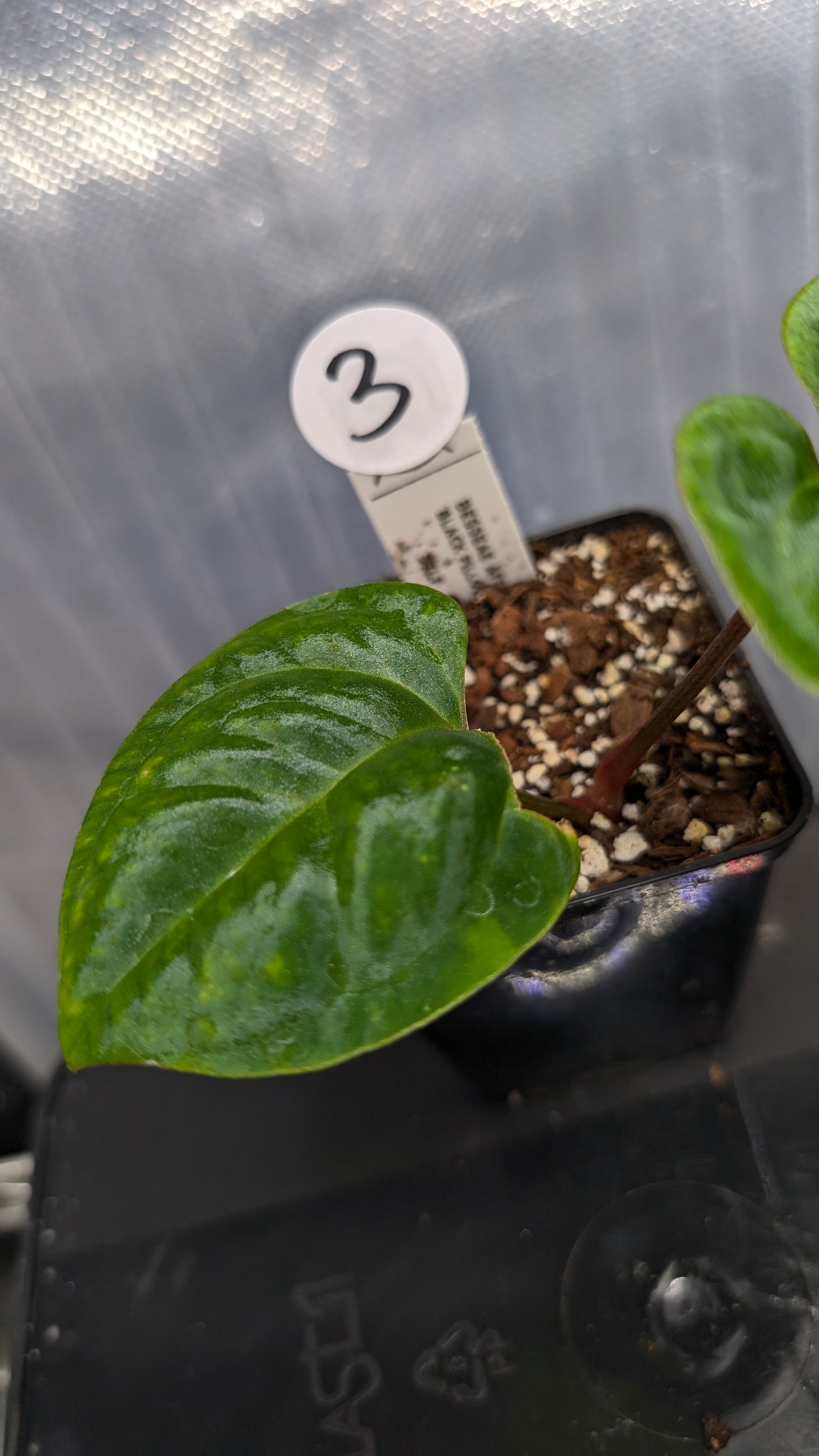 Anthurium Besseae aff. 'Black Pillow'