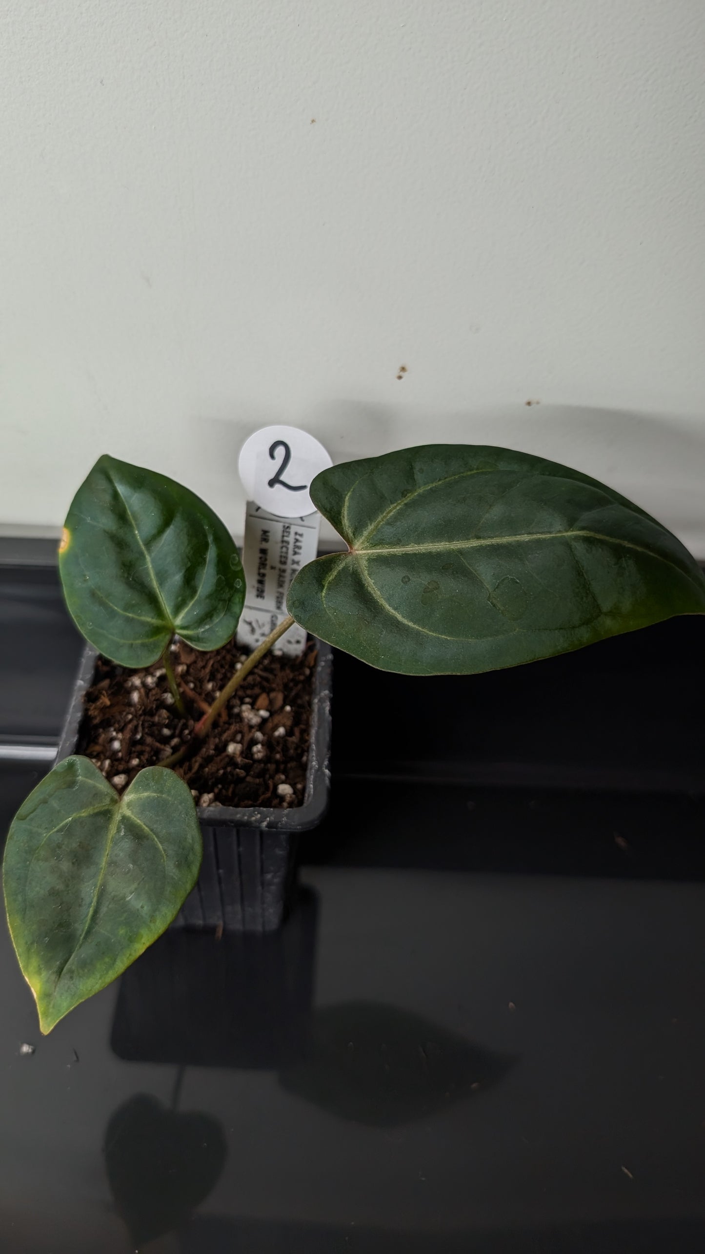 Anthurium Doc Block 'Zara' x 'Michelle' Selected Dark Form x Mr. Worldwide