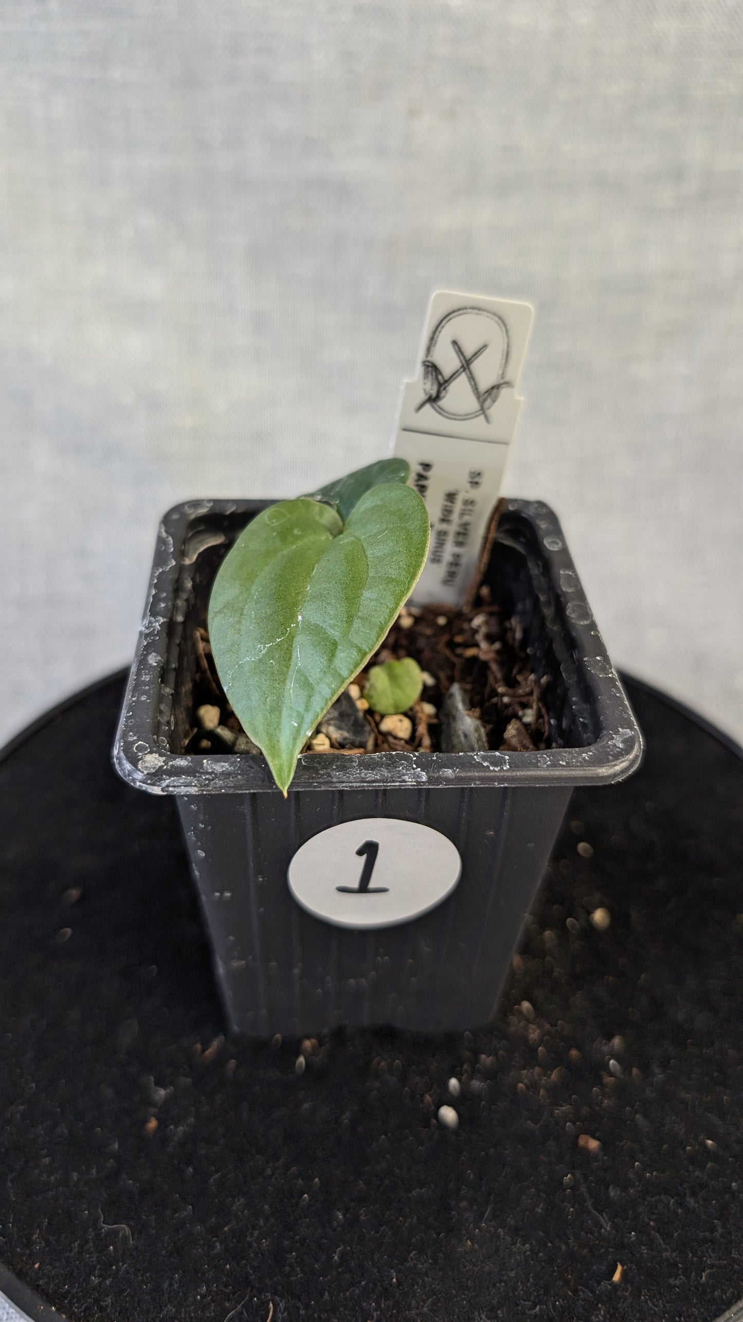 Anthurium Sp. Silver Peru Wide Sinus x Papillilaminum 'Fort Sherman'
