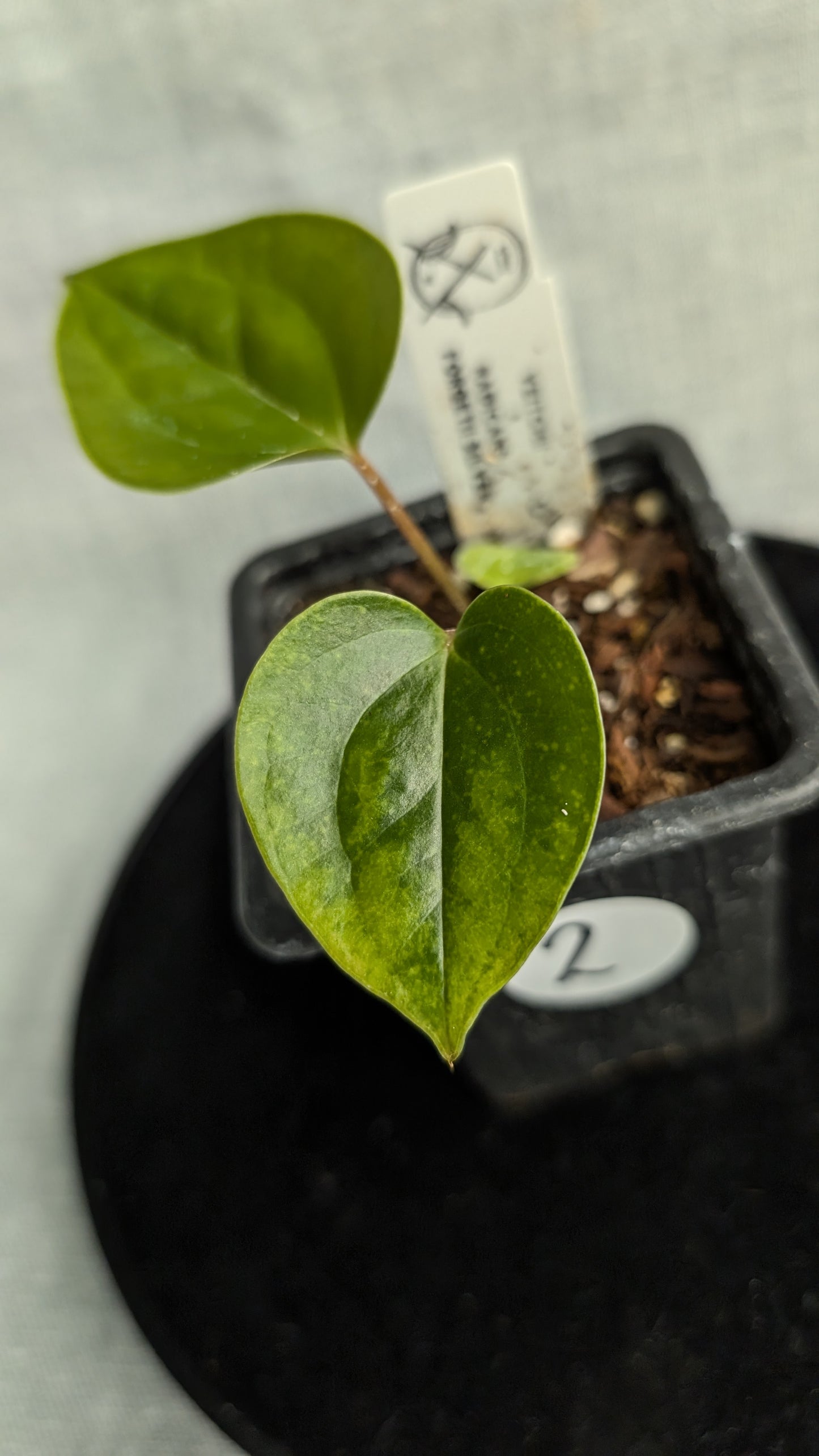Anthurium Veitchii x Radicans (Unique Curious Plants-cross)