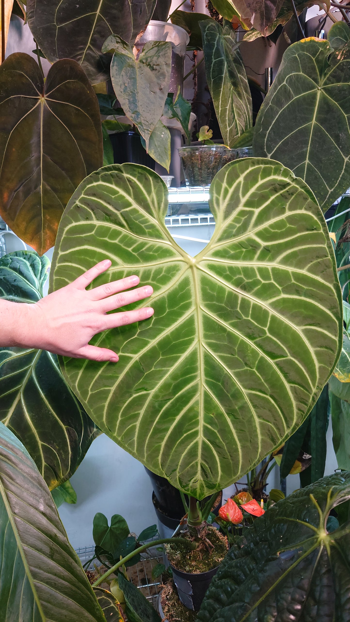 Anthurium Regale 'Dream Catcher' x 'Silver Shield'