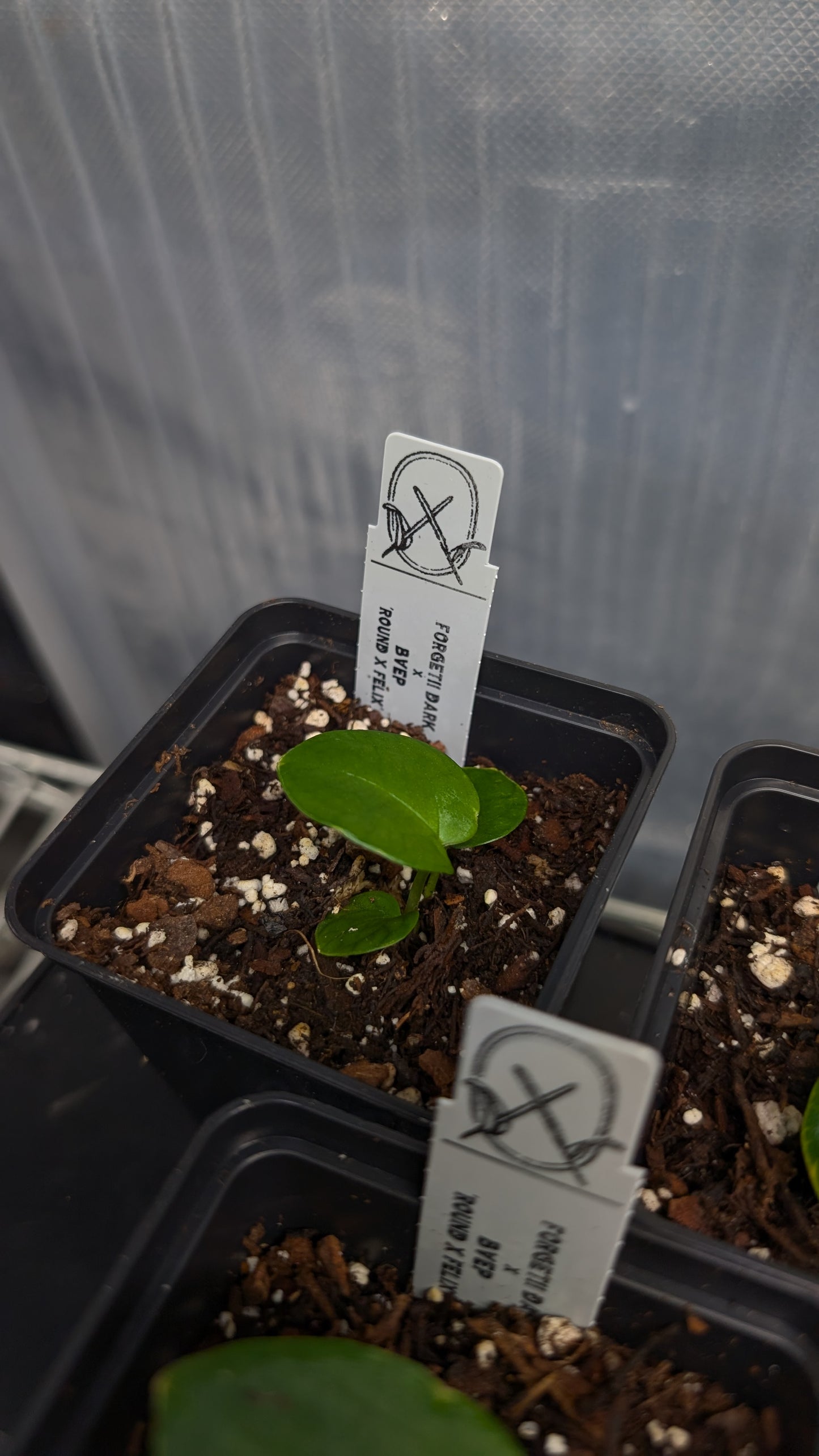 Anthurium Forgetii dark form x BVEP 'Round x Felix'