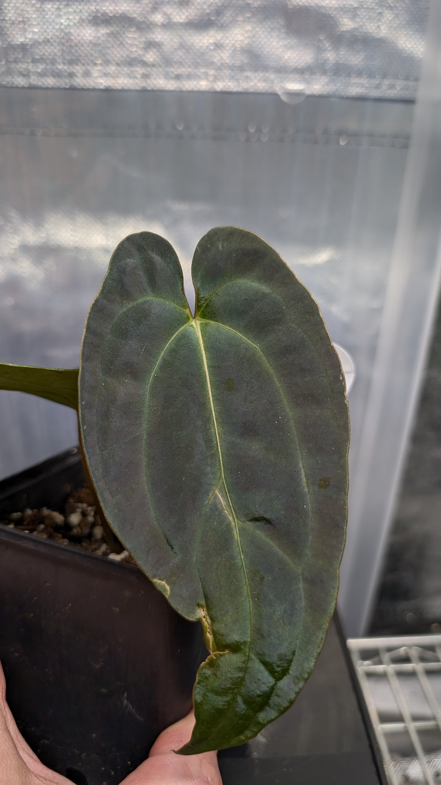 Anthurium Besseae aff 'Black Pillow' x Papillilaminum 'Fort Sherman' seedlings