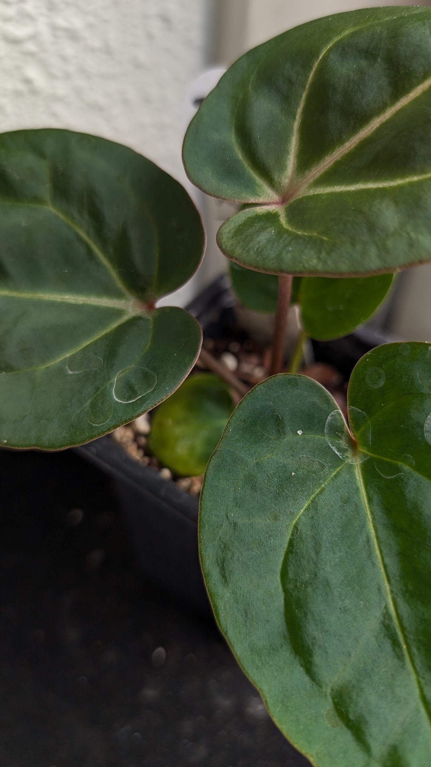 Anthurium Doc Block Zara x Michelle 'Selected Dark Form' x Besseae aff. 'Black Pillow'