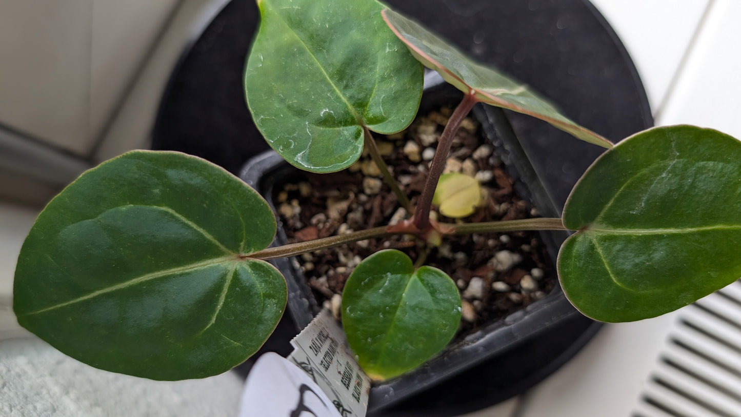 Anthurium Doc Block Zara x Michelle 'Selected Dark Form' x Besseae aff. 'Black Pillow'