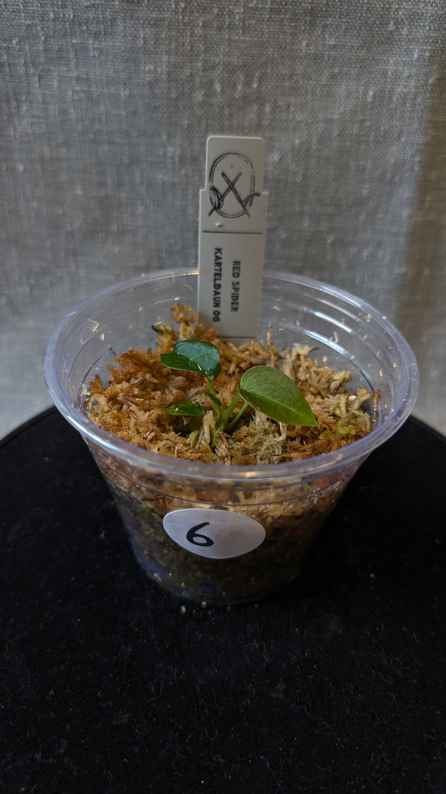 Anthurium Red Spider CLONE