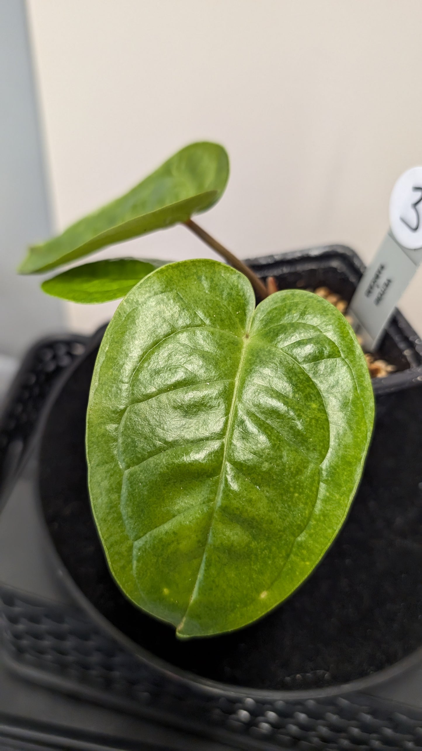 Anthurium Veitchii x Radicans (Unique Curious Plants-cross)