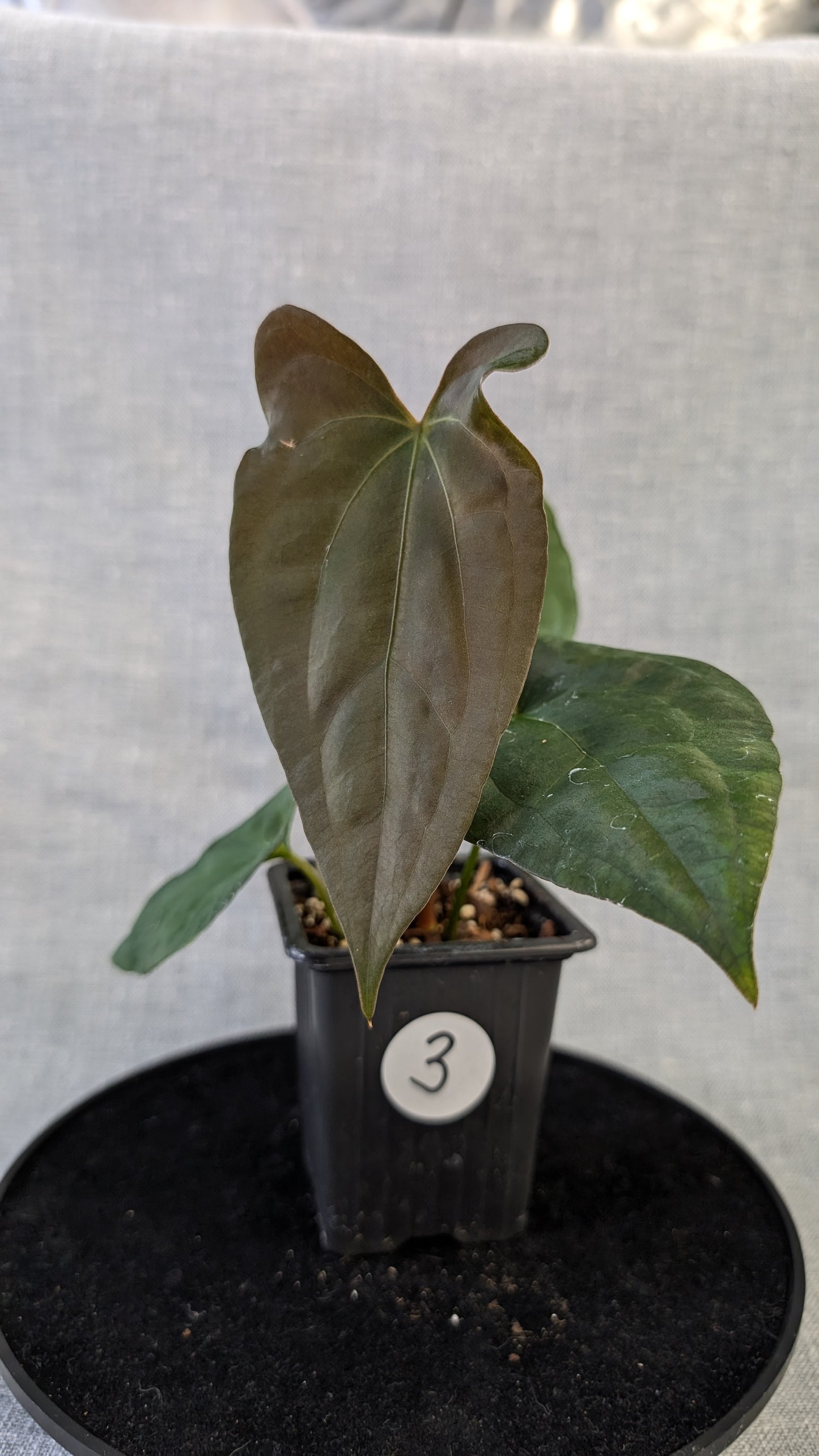 Anthurium Papillilaminum 'Daniel' x Ace of Spagetii
