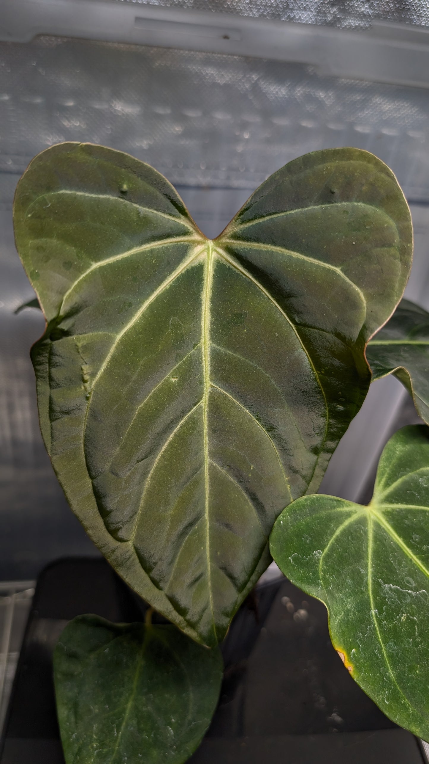 Anthurium Regale 'Dream Catcher' x Mr. Worldwide