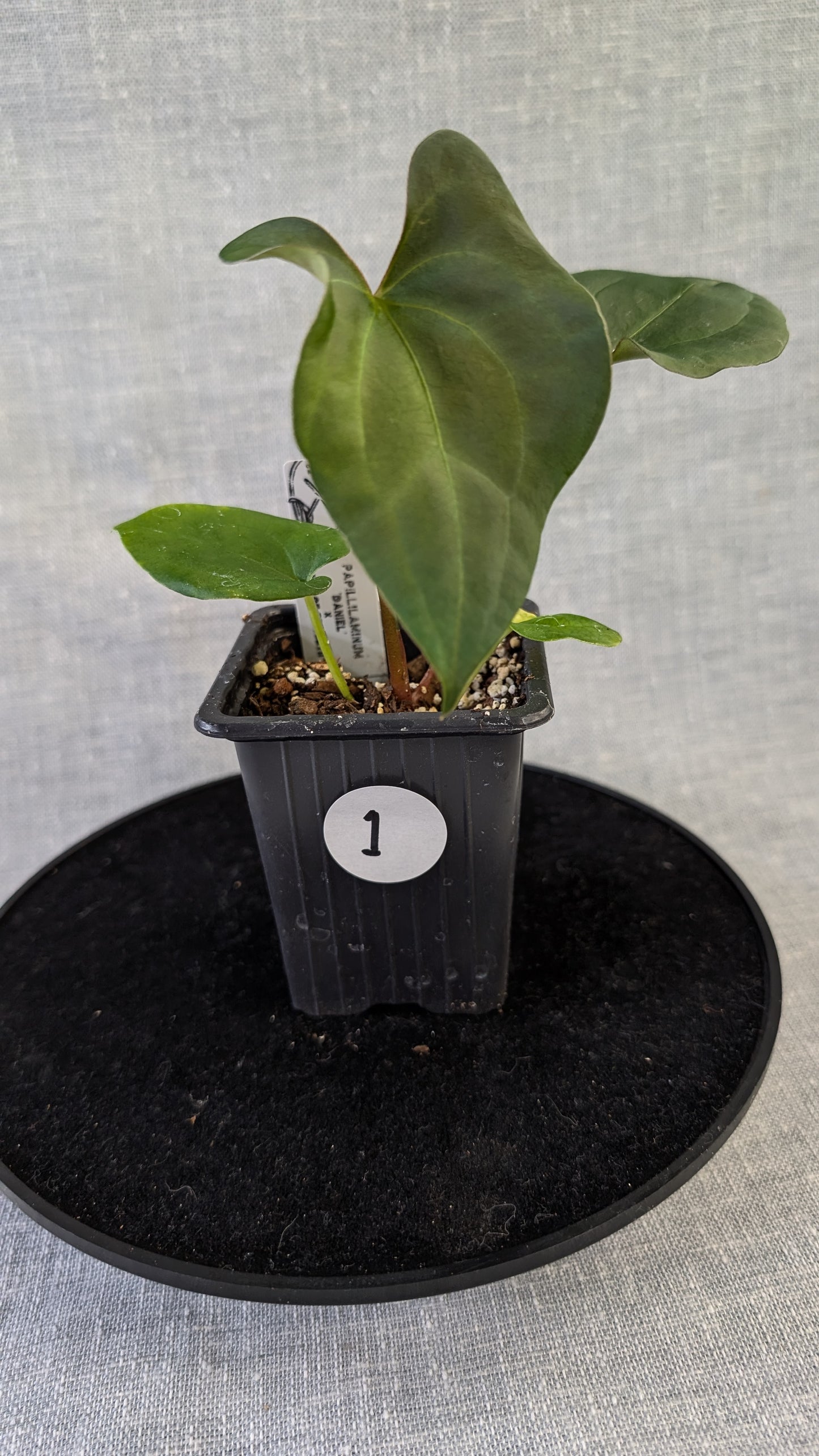 Anthurium Papillilaminum 'Daniel' x Ace of Spagetii