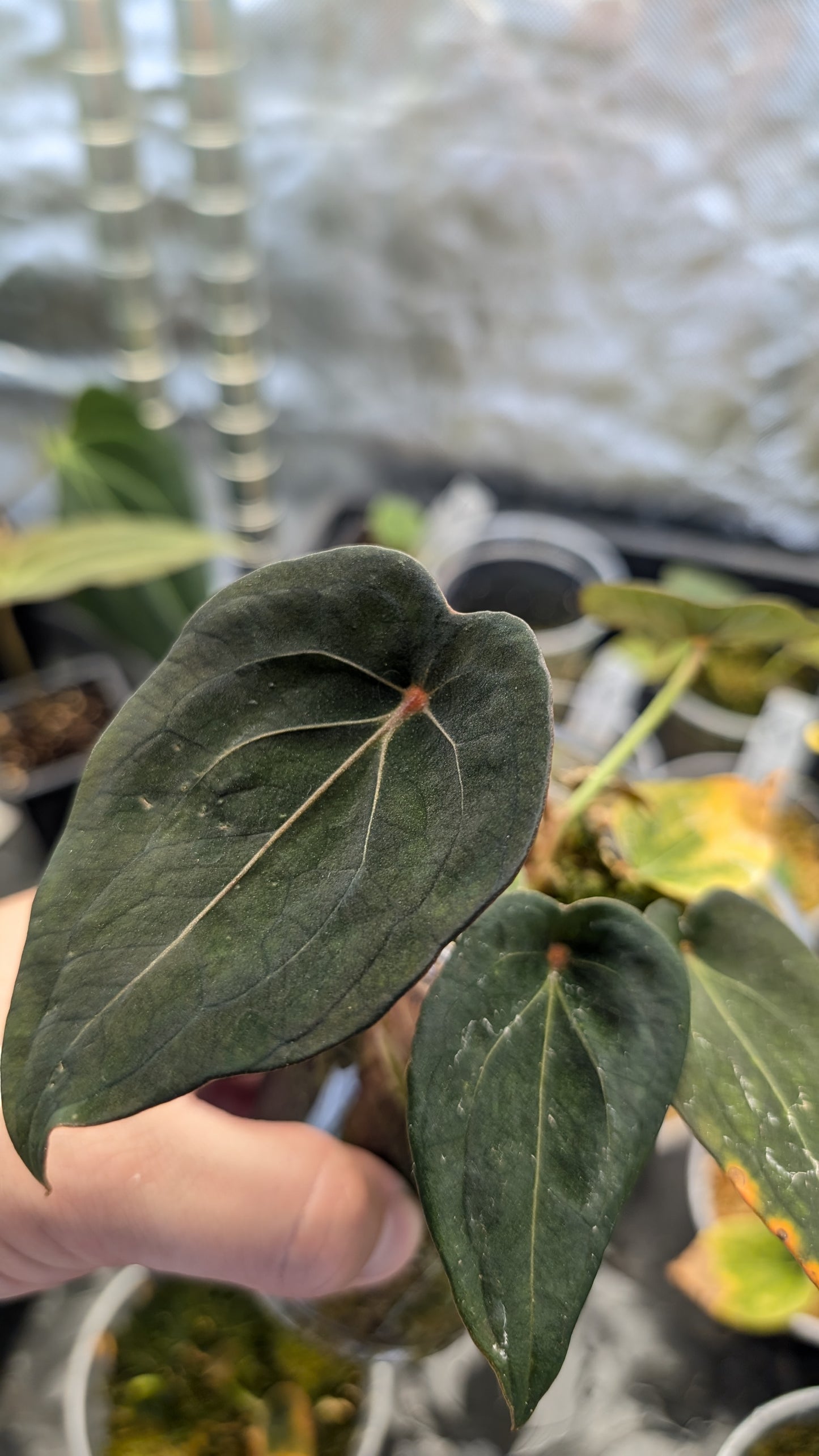 Anthurium Red Spider CLONE