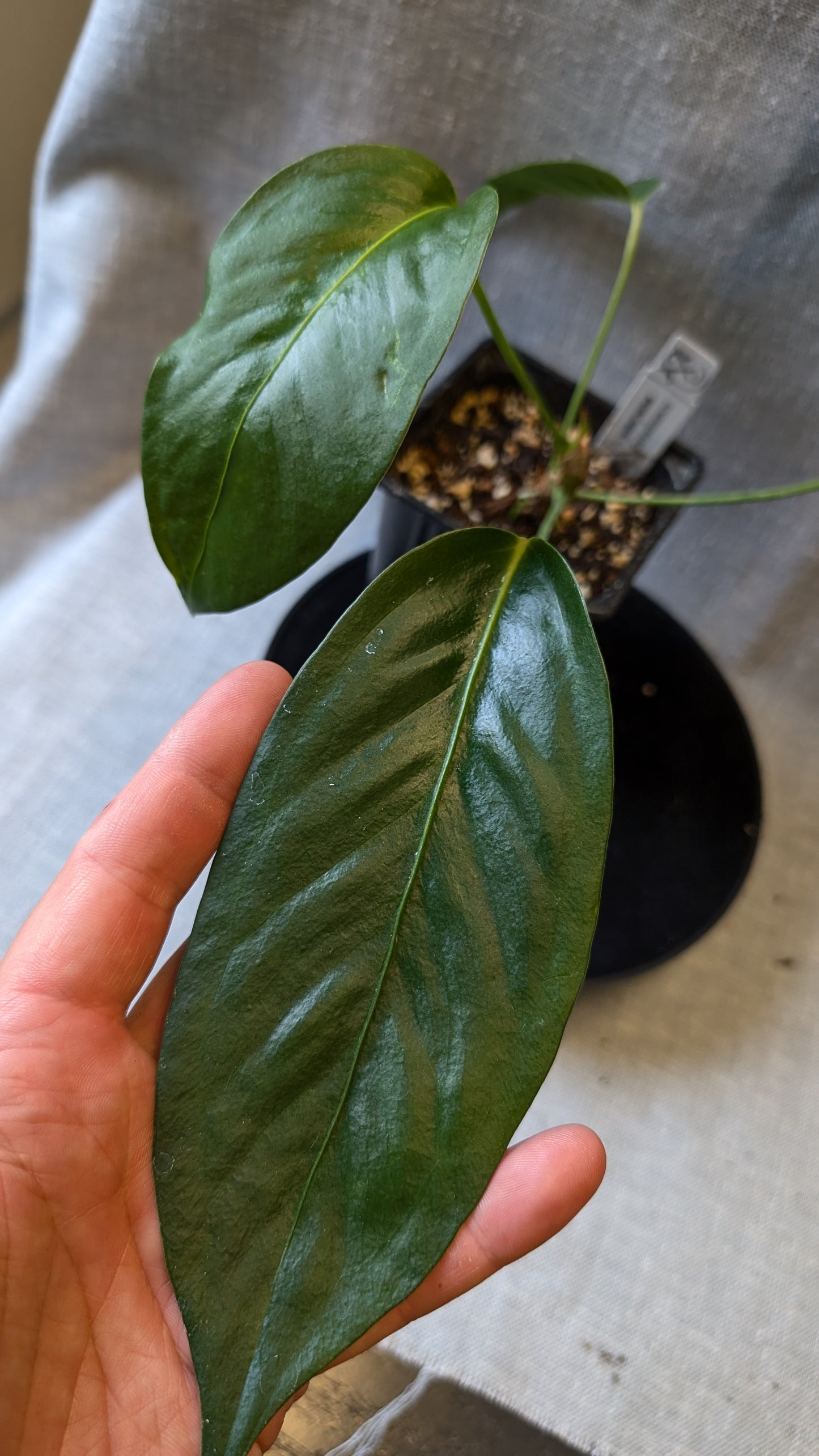 Anthurium Scherzerianum x Wendlingeri
