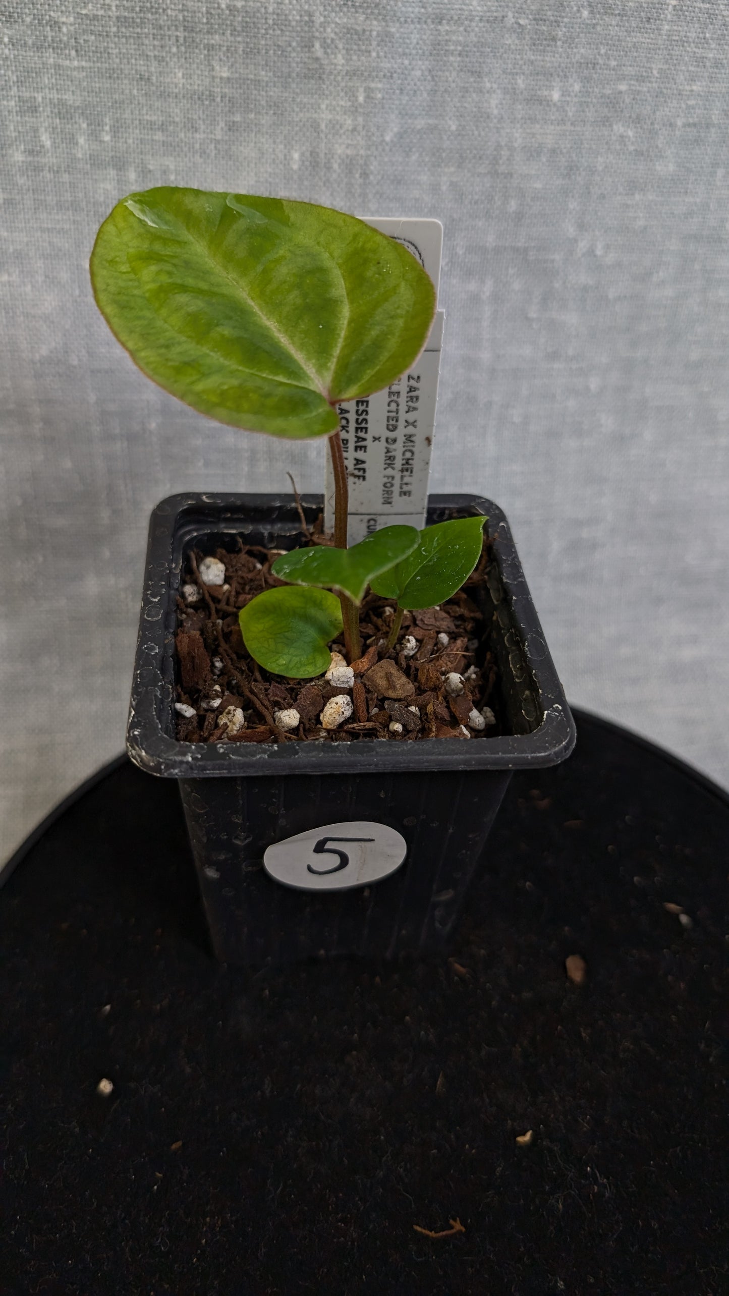 Anthurium Doc Block 'Zara' x 'Michelle' Selected Dark Form x Besseae aff. 'Black Pillow'
