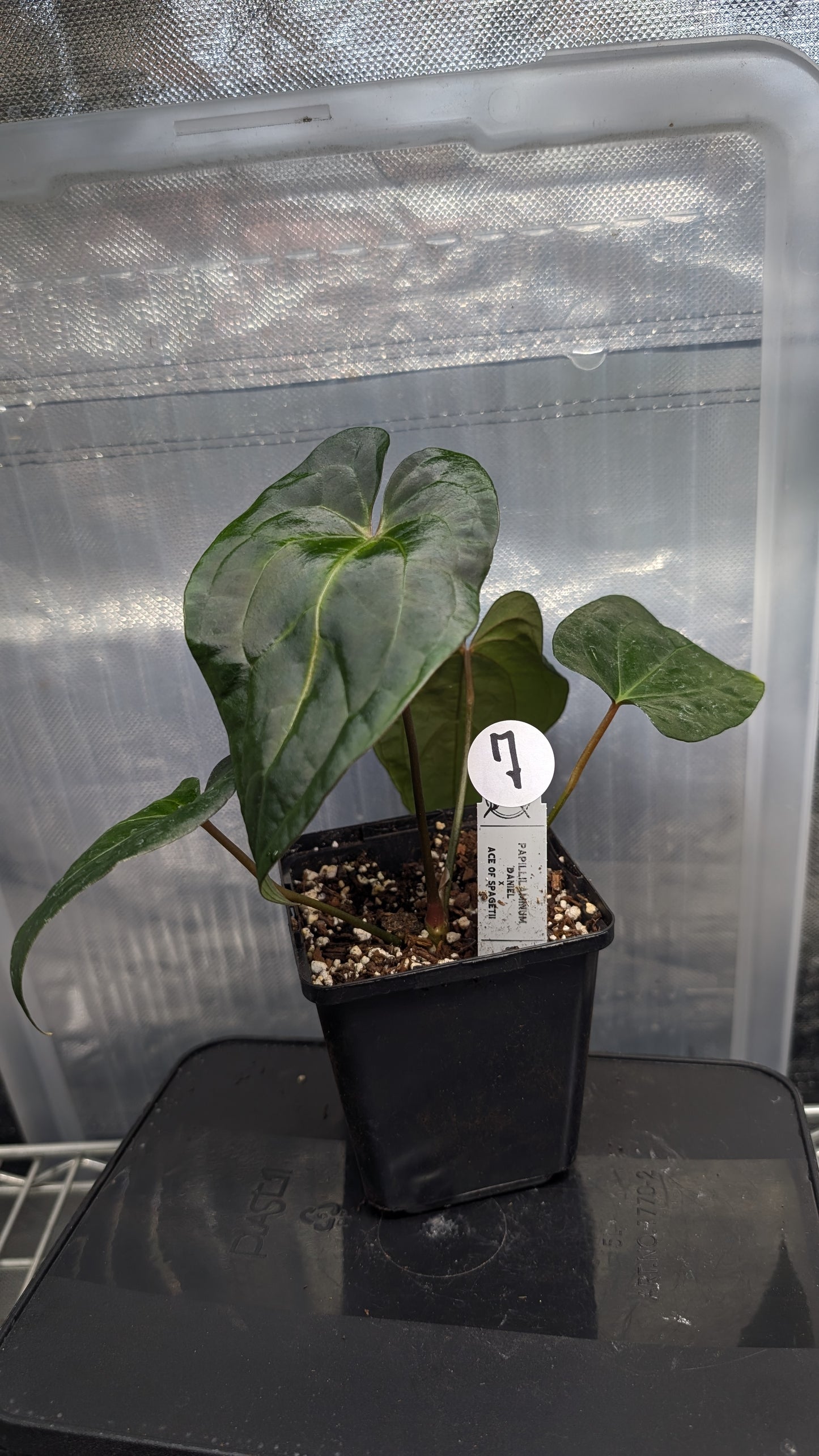 Anthurium Papillilaminum 'Daniel' x Ace of Spagetii