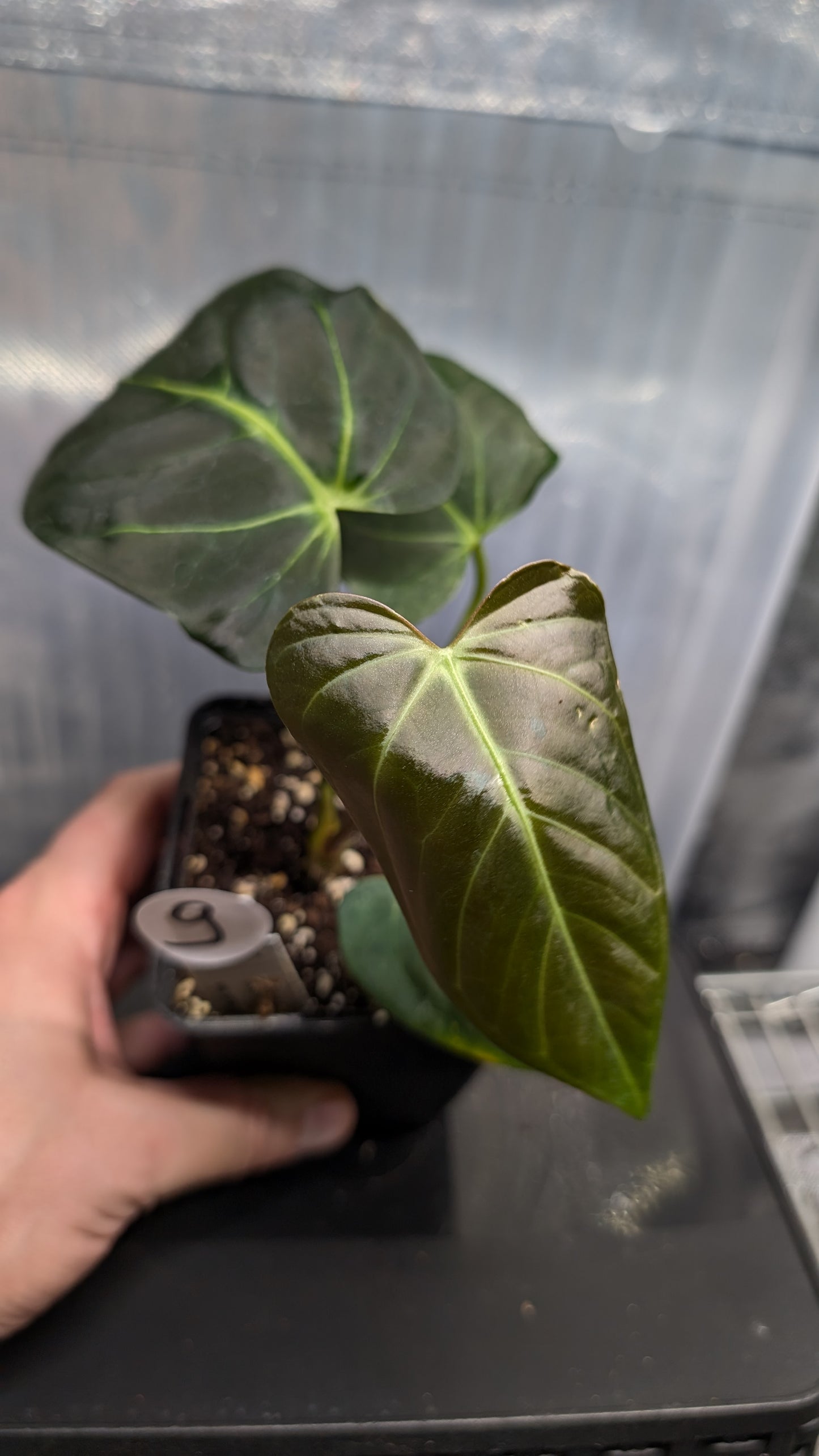 Anthurium Regale 'Dream Catcher' x Mr. Worldwide