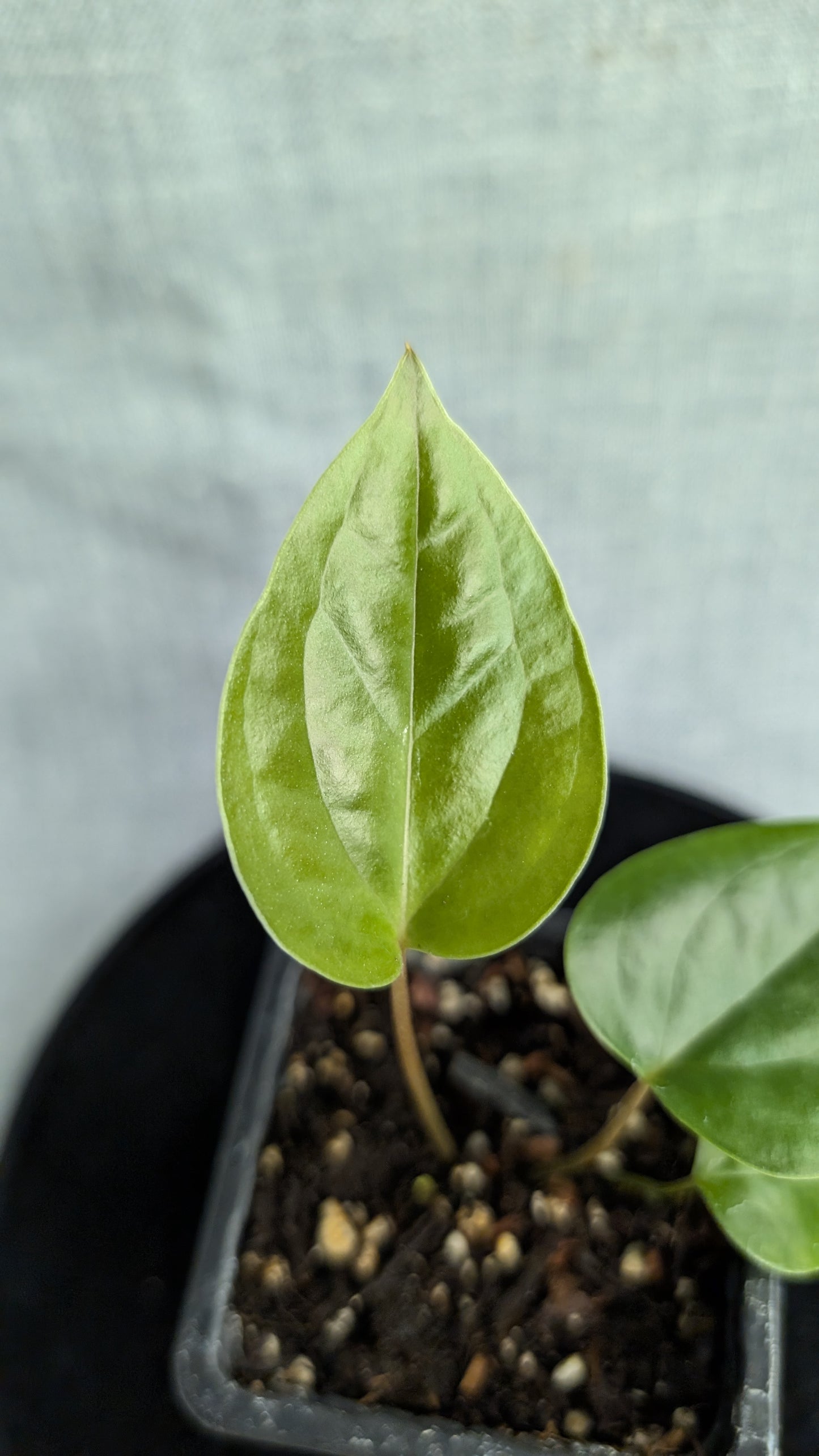 Anthurium Veitchii x Radicans (Unique Curious Plants-cross)