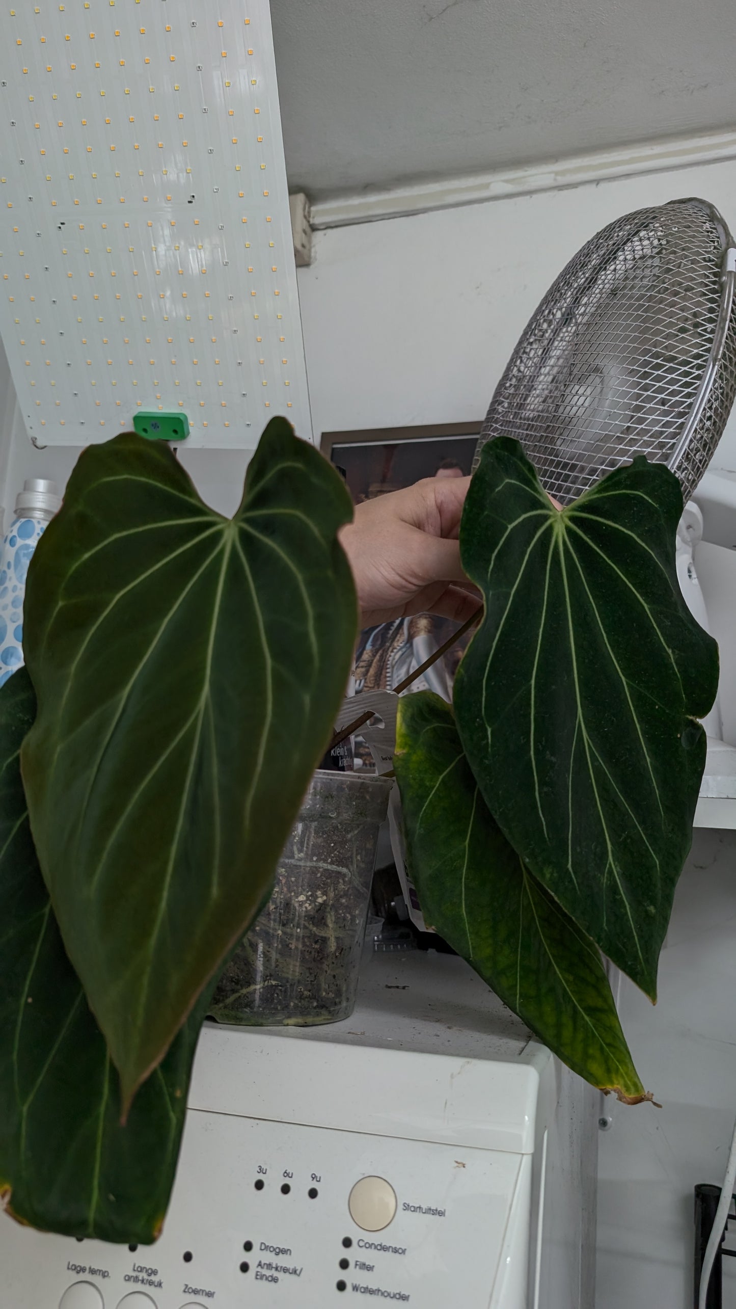 Anthurium Black Widow 13 x 43 clone