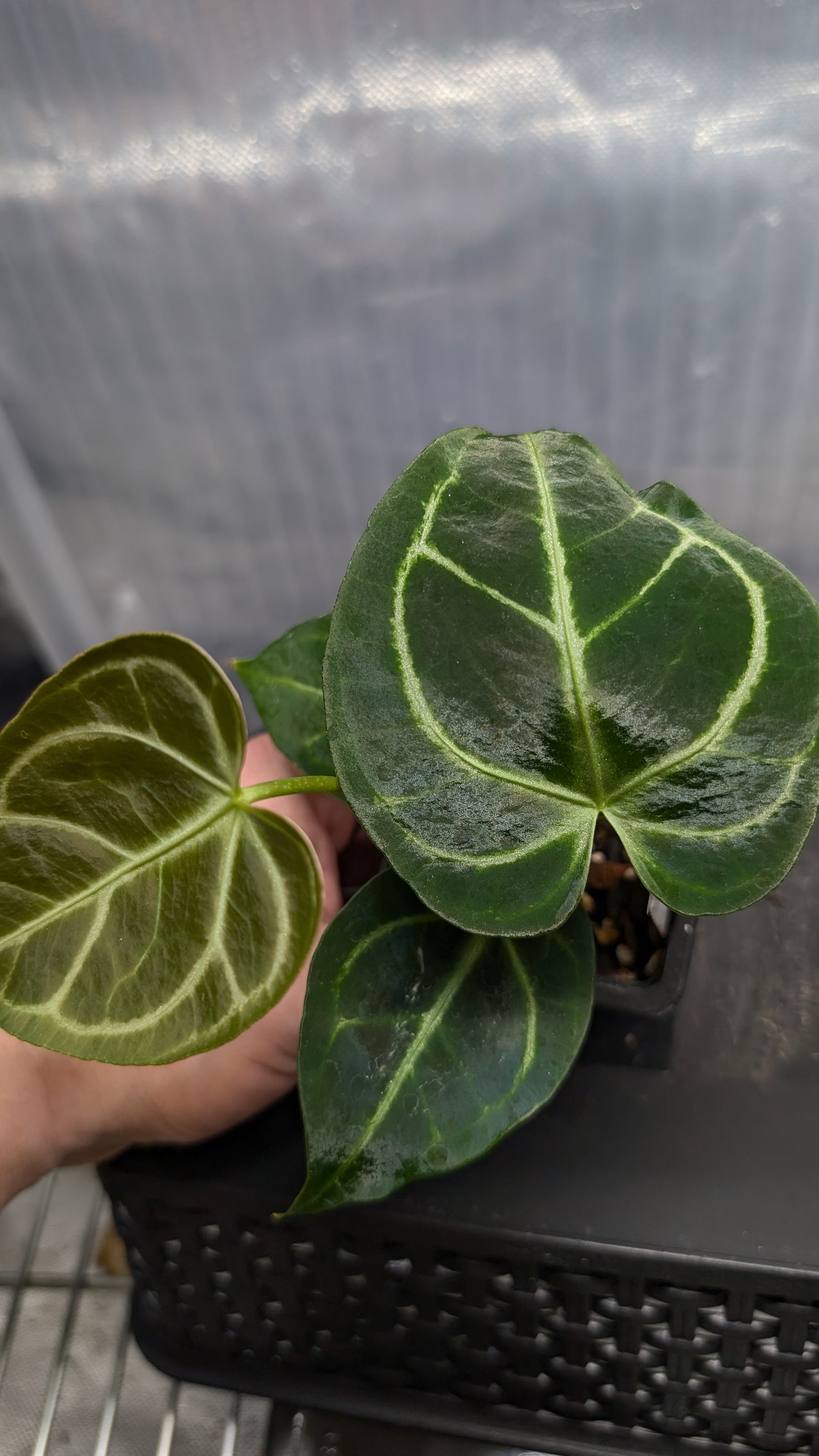 Anthurium Regale 'Dream Catcher' x 'Silver Shield'