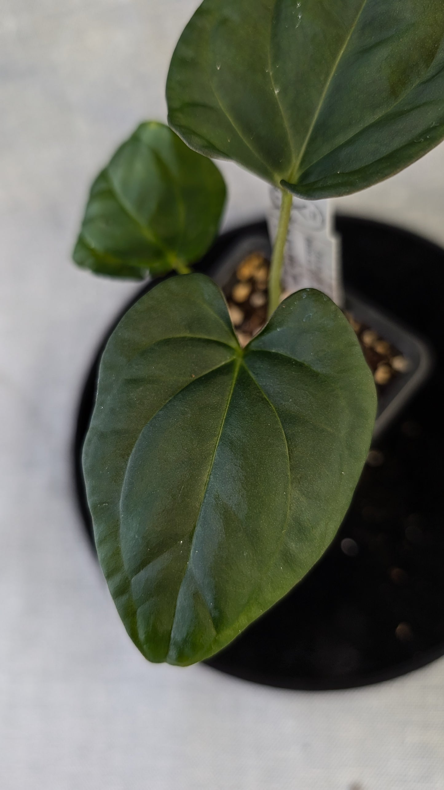 Anthurium (Carlablackiae x Dressleri Rio Guanche) x Mr Worldwide OR Forgetii Dark OR Papillilaminum Daniel