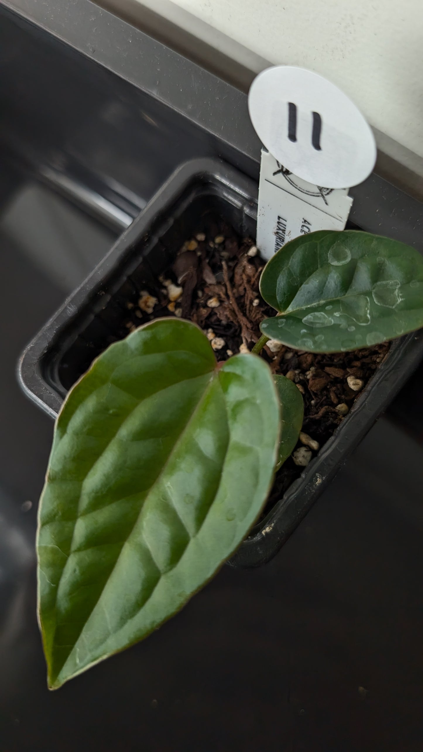 Anthurium 'Ace of Spagetii' x Luxurians