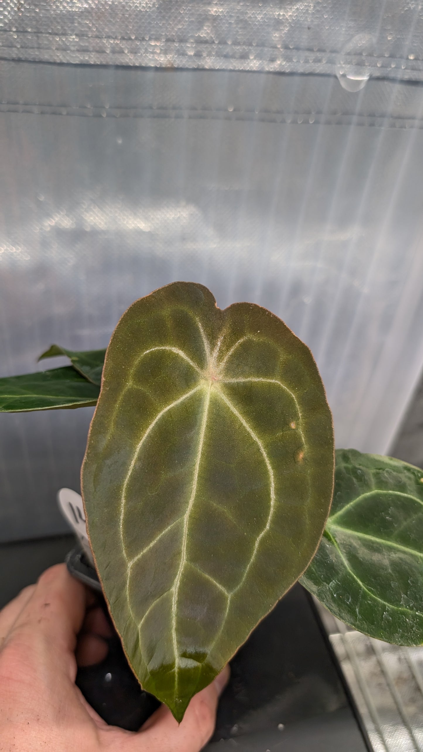 Anthurium Doc Block Zara x Michelle 'selected dark form' x Forgetii Dark