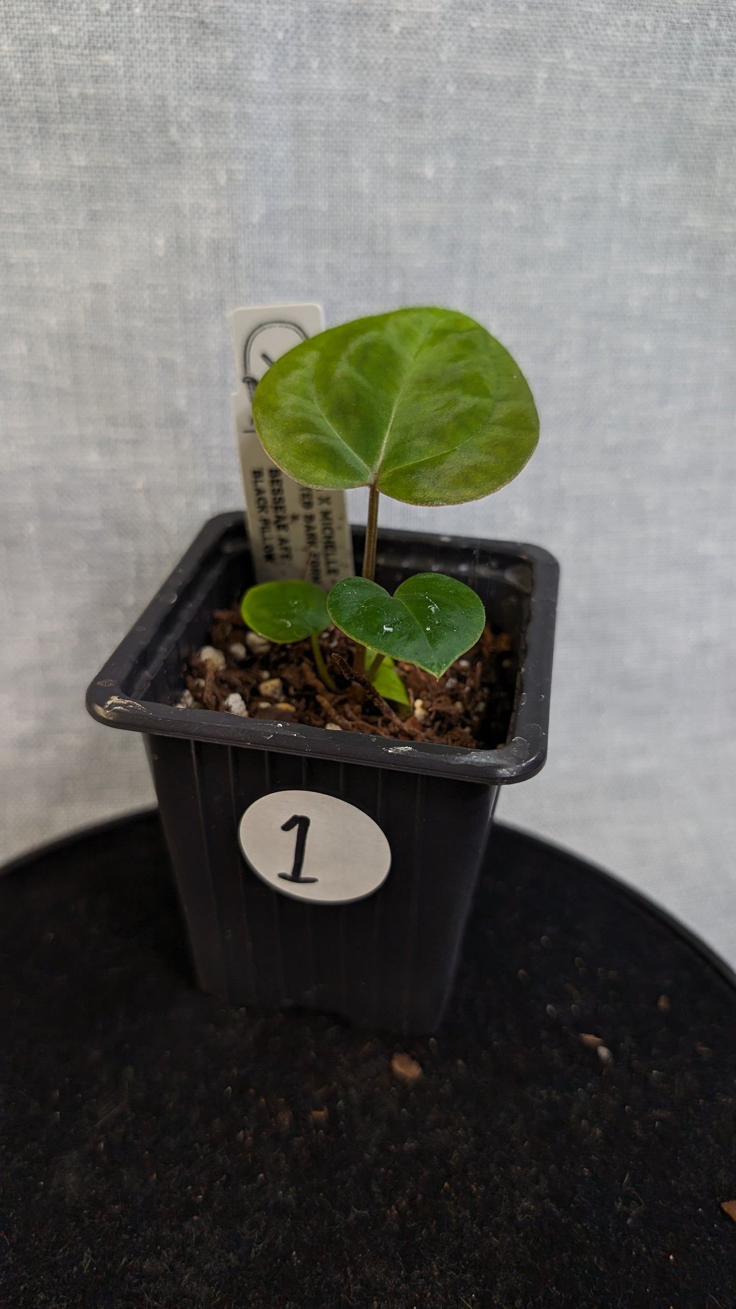 Anthurium Doc Block 'Zara' x 'Michelle' Selected Dark Form x Besseae aff. 'Black Pillow'