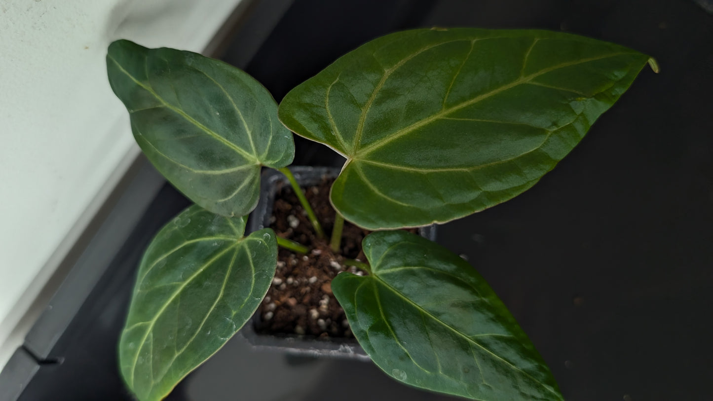 Anthurium Doc Block 'Zara' x 'Michelle' Selected Dark Form x Mr. Worldwide