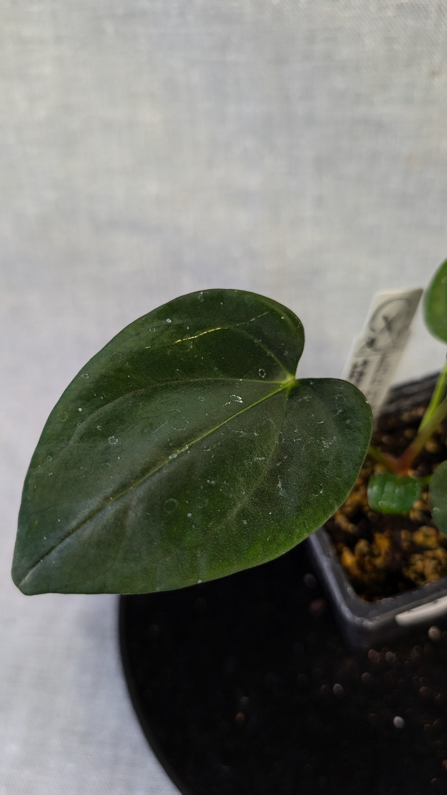 Anthurium (Carlablackiae x Dressleri Rio Guanche) x Mr Worldwide OR Forgetii Dark OR Papillilaminum Daniel