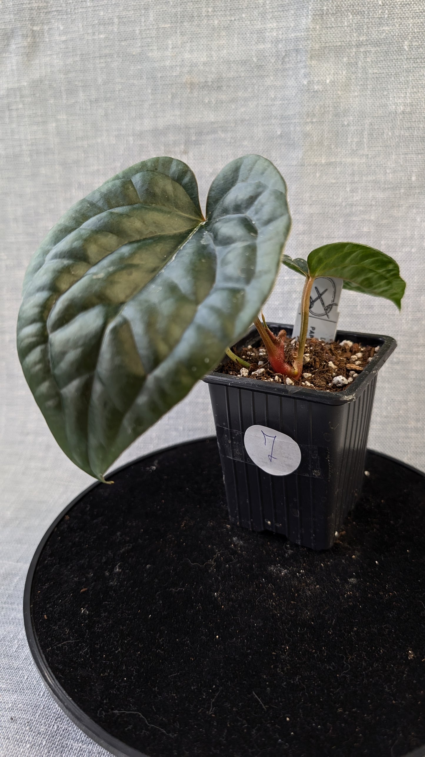 Anthurium Luxurians x Papillilaminum 'Fort Sherman'