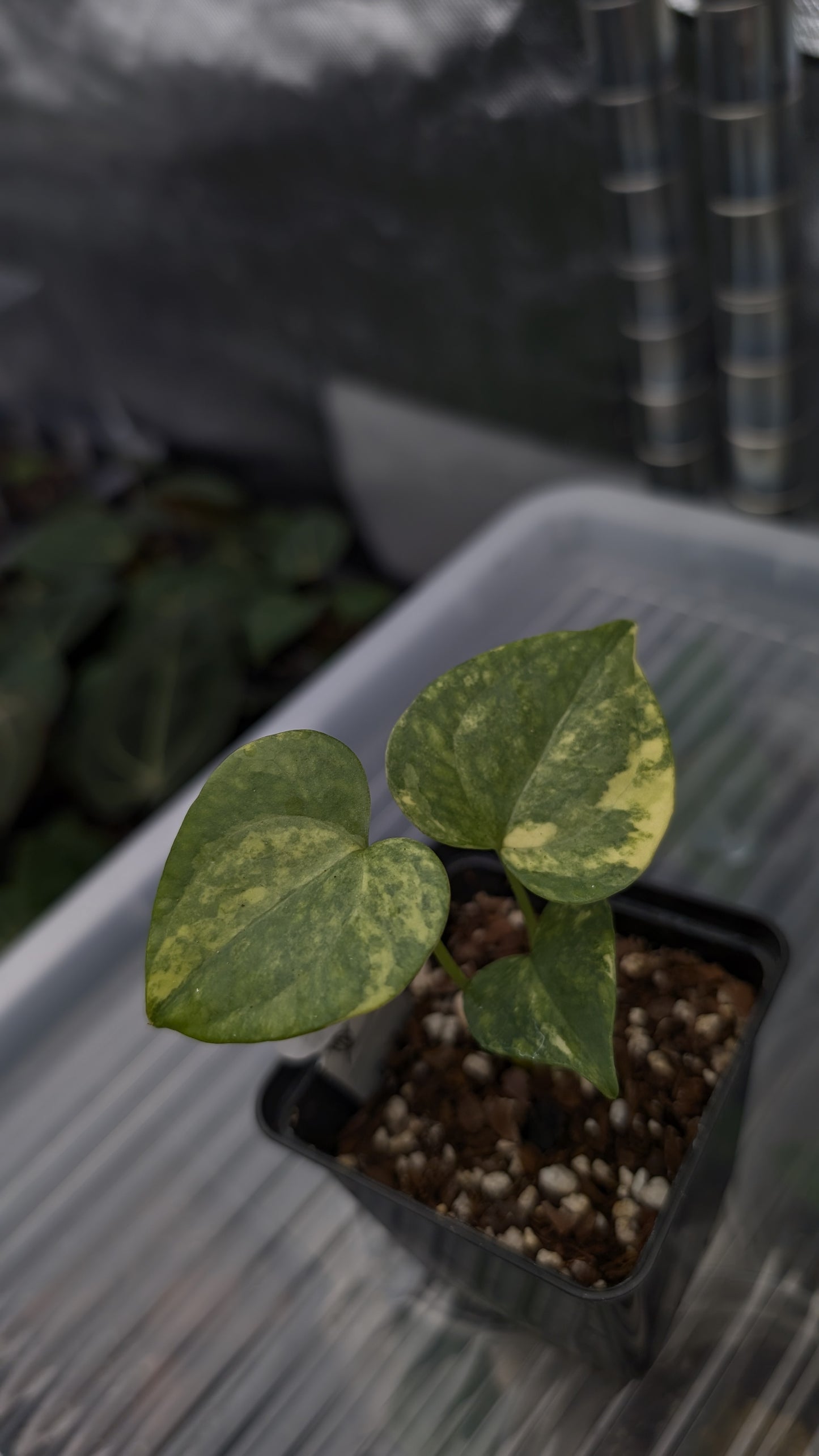*Variegated* Anthurium Pterodactyl variegata x Clarinervium (or x self)