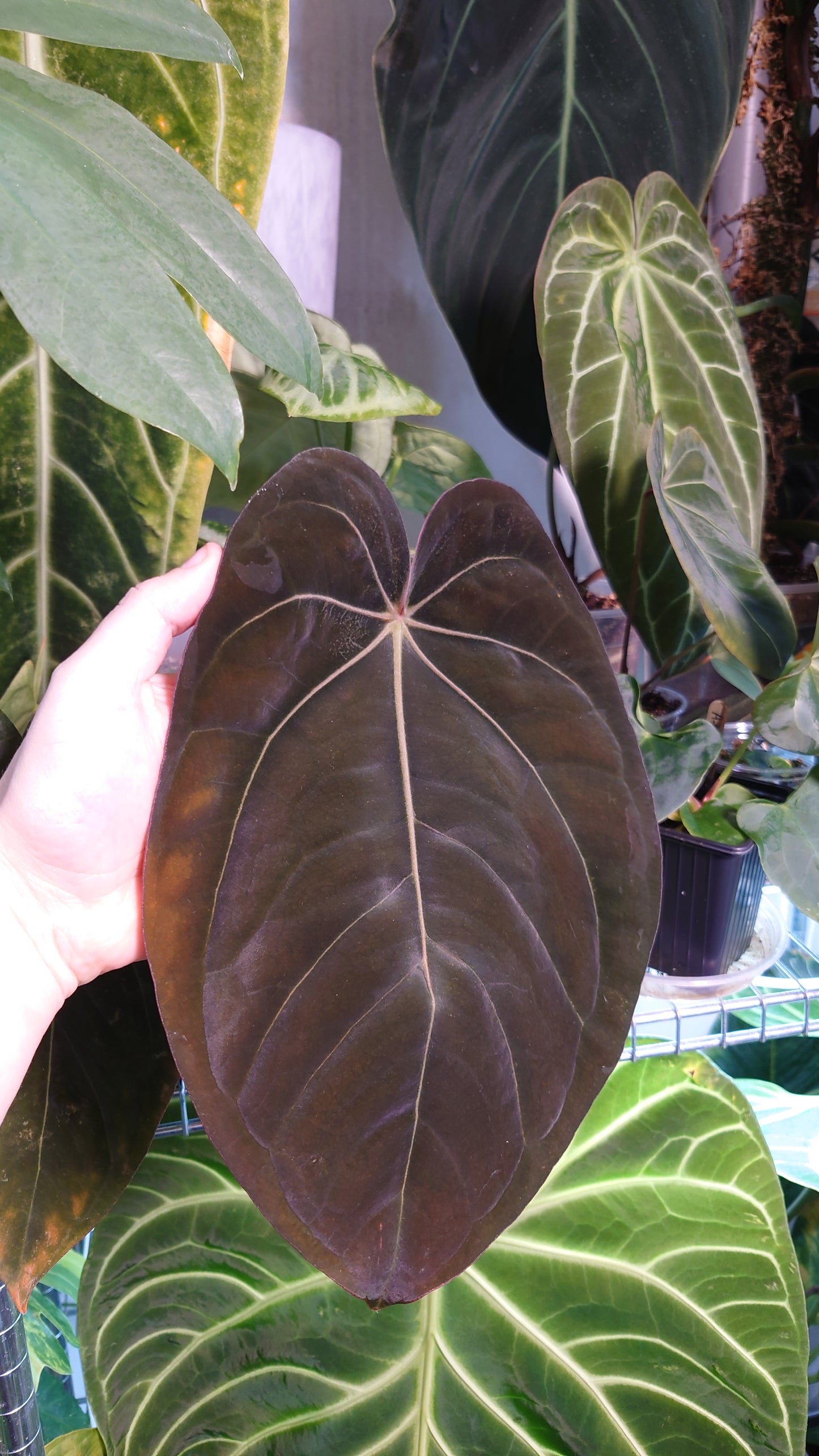 Anthurium (Carlablackiae x Dressleri Rio Guanche) X 'Ace of Spagetii'