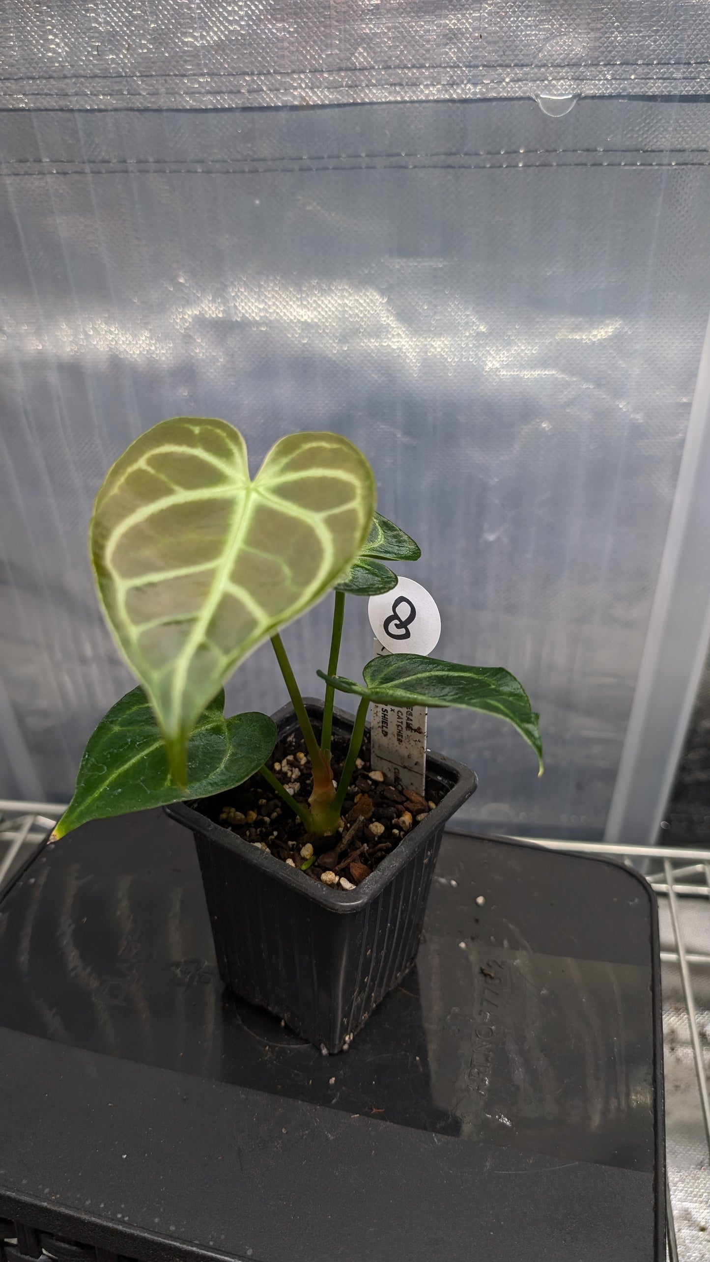 Anthurium Regale 'Dream Catcher' x 'Silver Shield'