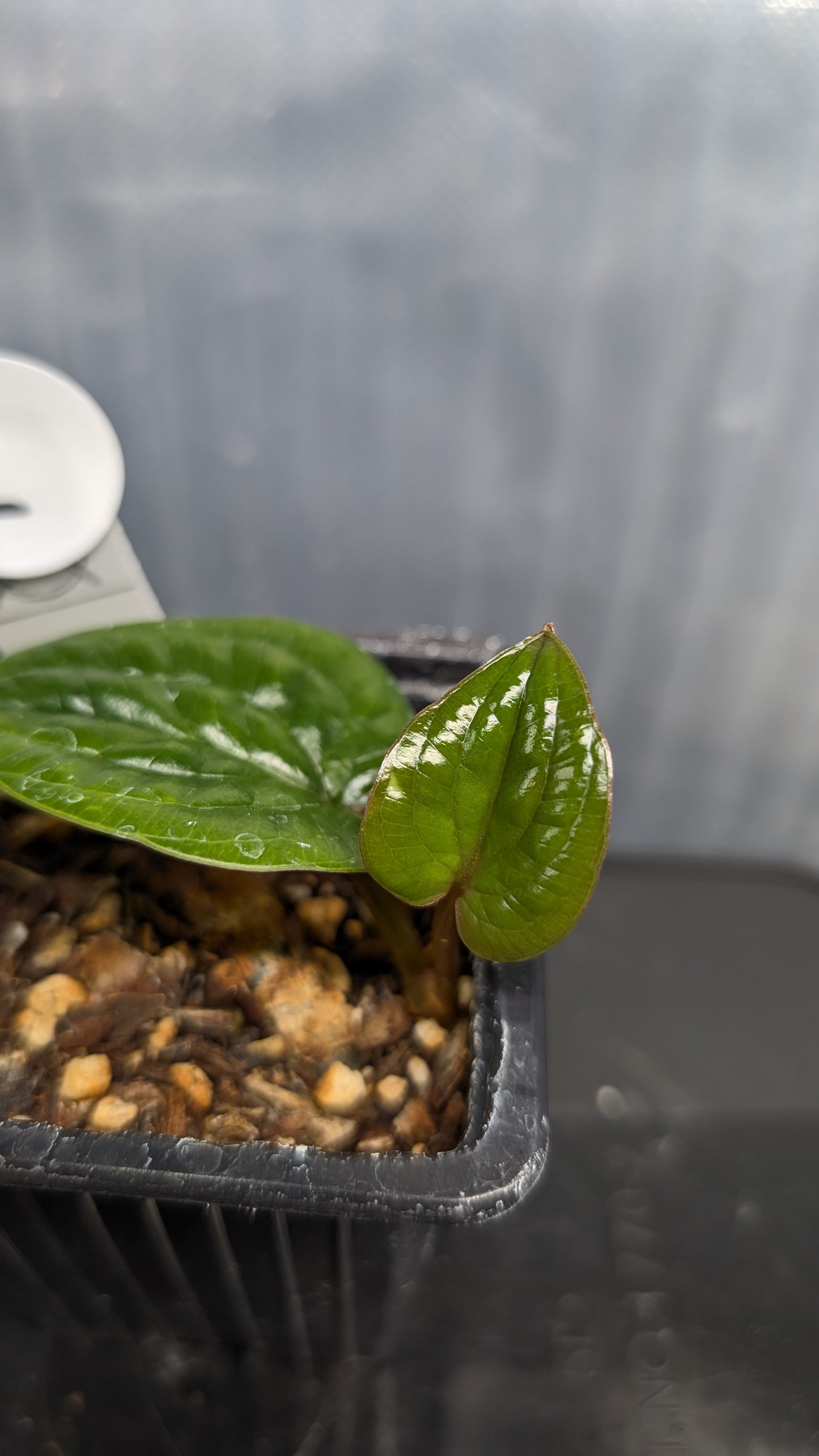Anthurium Radicans clone